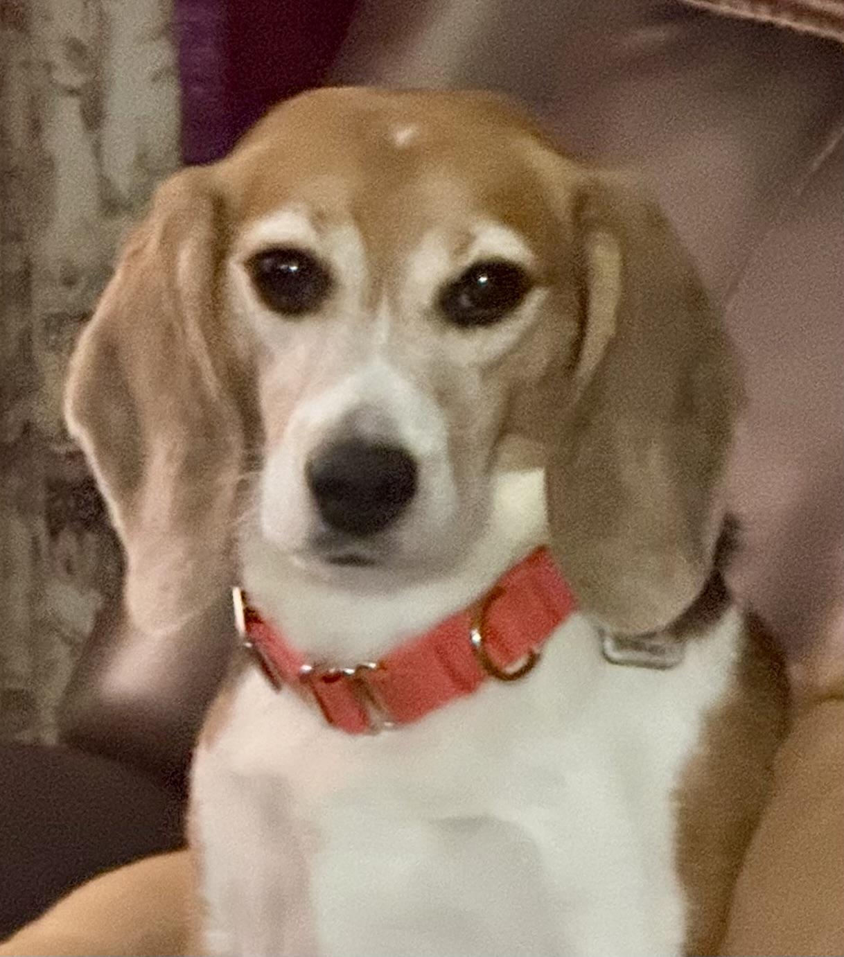 Timmy, a Adoptable Beagle in South Plainfield, NJ image 1/5