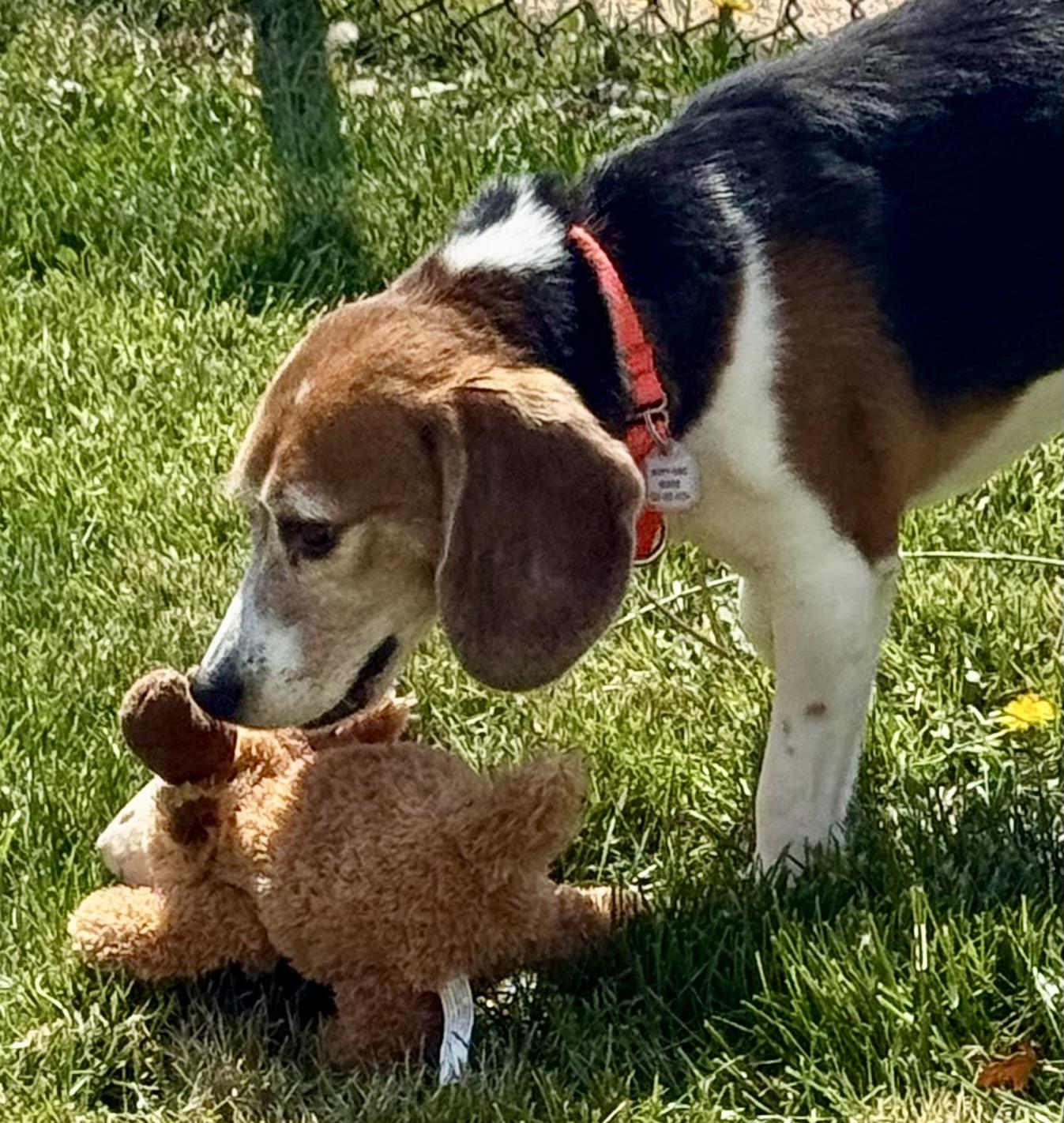 Timmy, a Adoptable Beagle in South Plainfield, NJ image 4/5