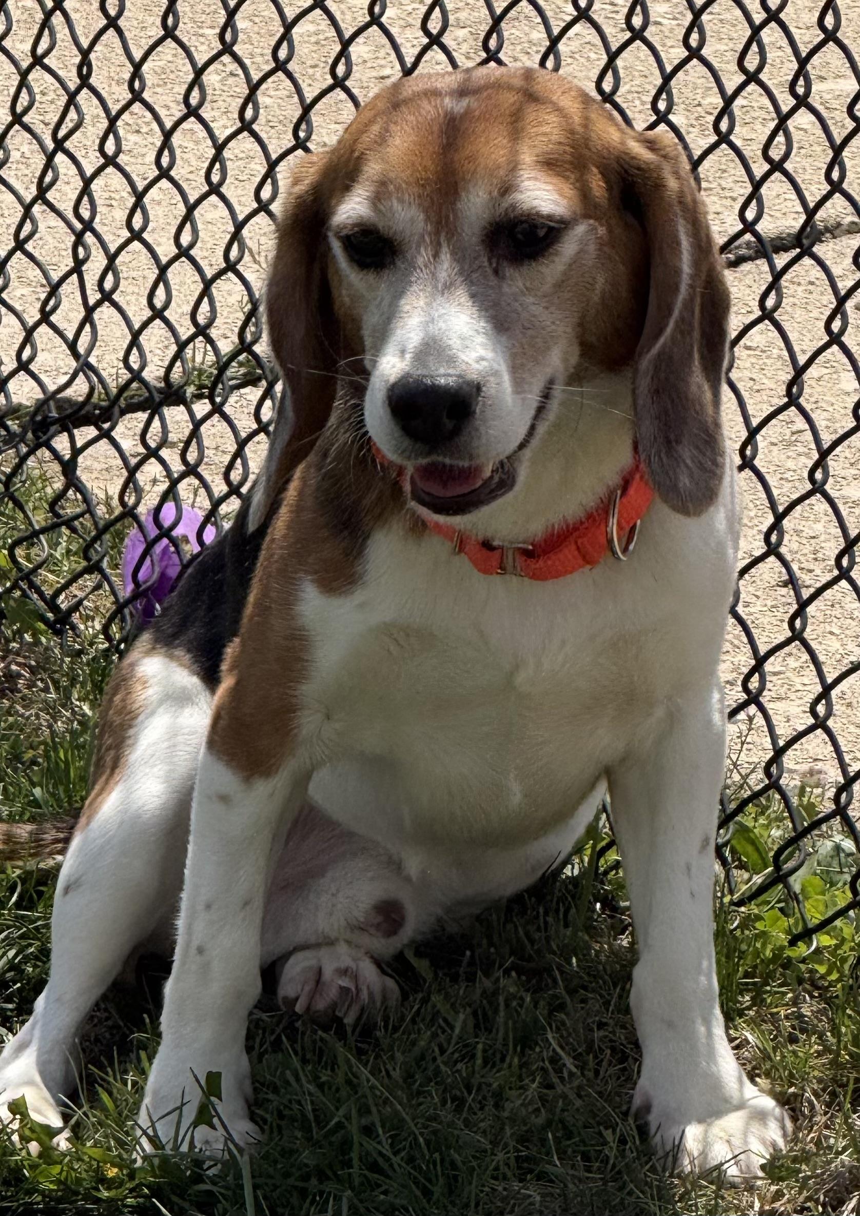 Timmy, a Adoptable Beagle in South Plainfield, NJ image 2/5