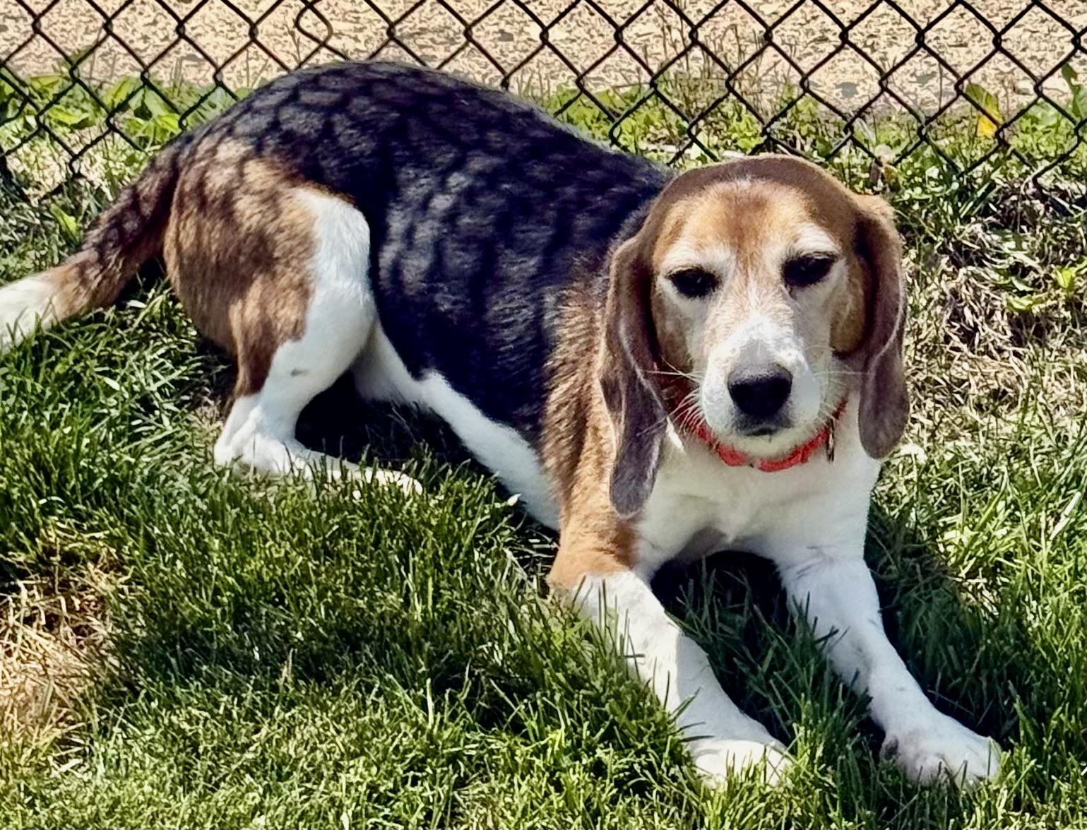 Timmy, a Adoptable Beagle in South Plainfield, NJ image 5/5