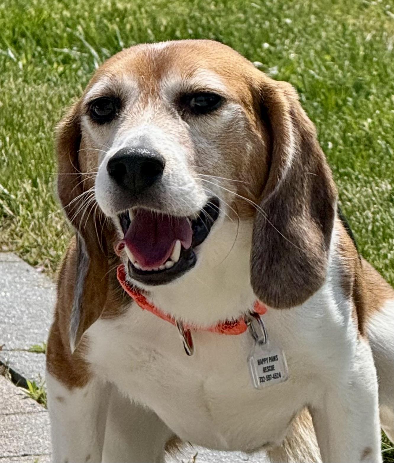 Timmy, a Adoptable Beagle in South Plainfield, NJ image 3/5