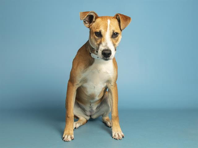CASSIE, Adoptable, Young Female Pit Bull Terrier.