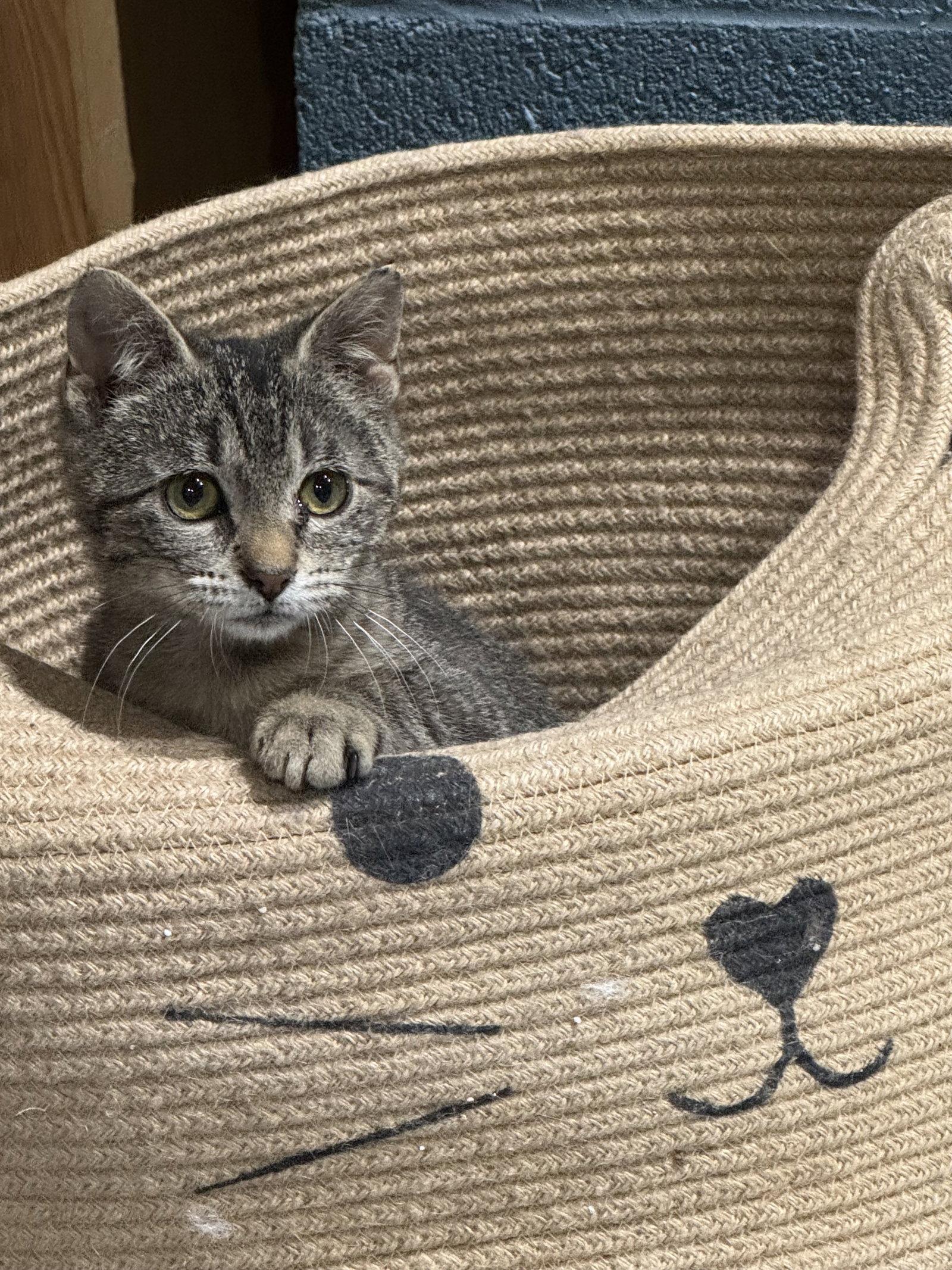 Enlarge Cherub, a Adoptable Domestic Short Hair in Stewartsville, NJ image 1/3