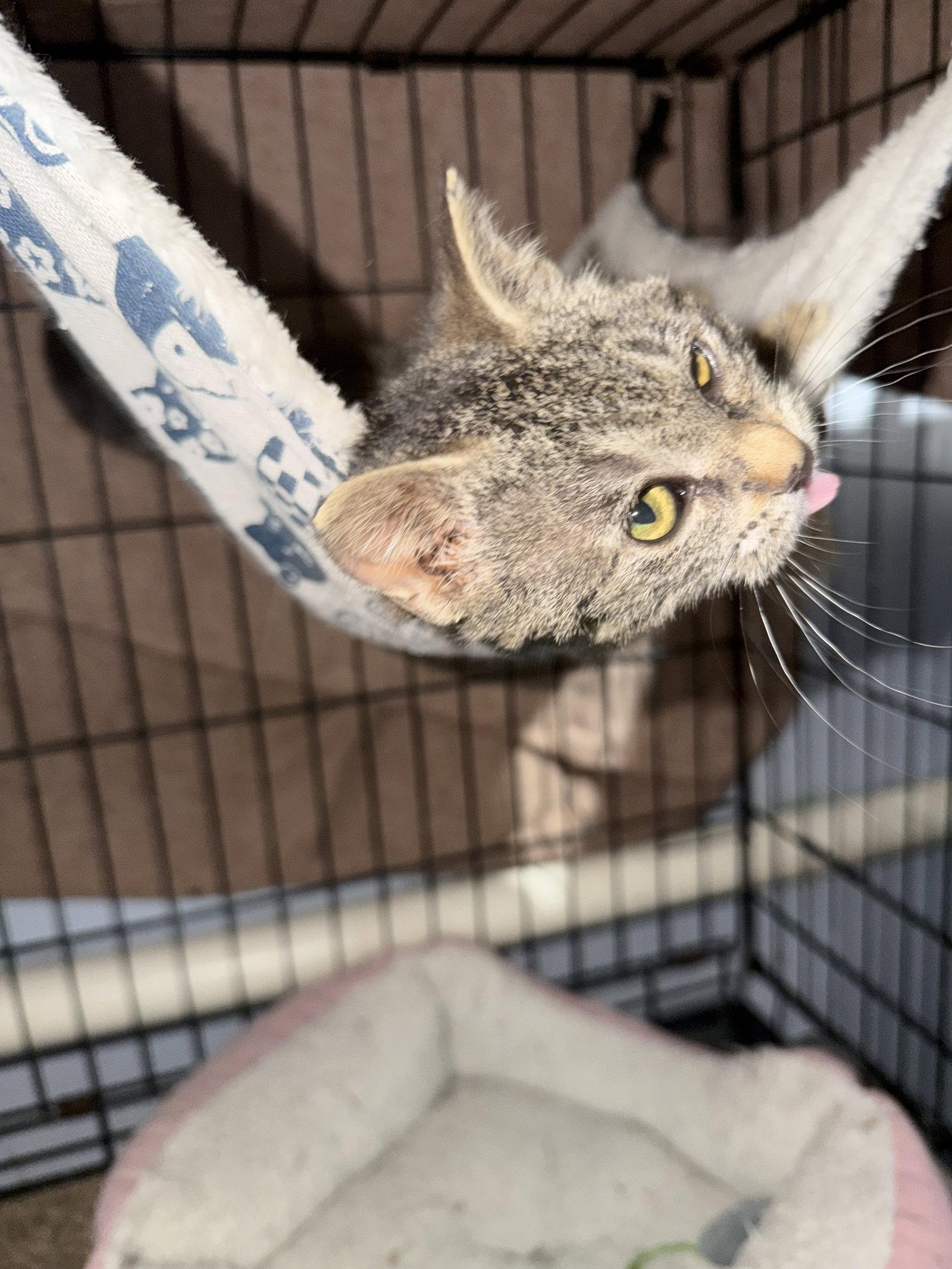 Enlarge Cherub, a Adoptable Domestic Short Hair in Stewartsville, NJ image 2/3