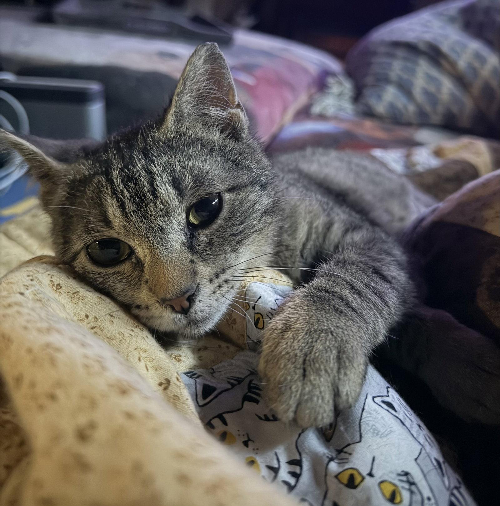 Enlarge Cherub, a Adoptable Domestic Short Hair in Stewartsville, NJ image 3/3
