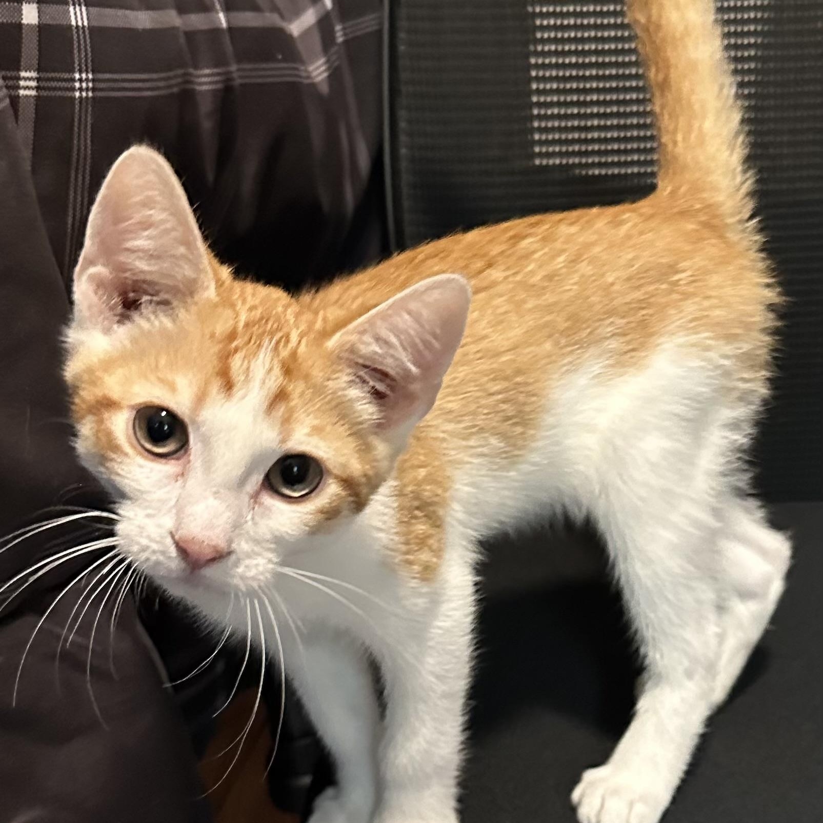 Enlarge Gimli, a ADOPTABLE Domestic Short Hair in Renton , WA image 2/2