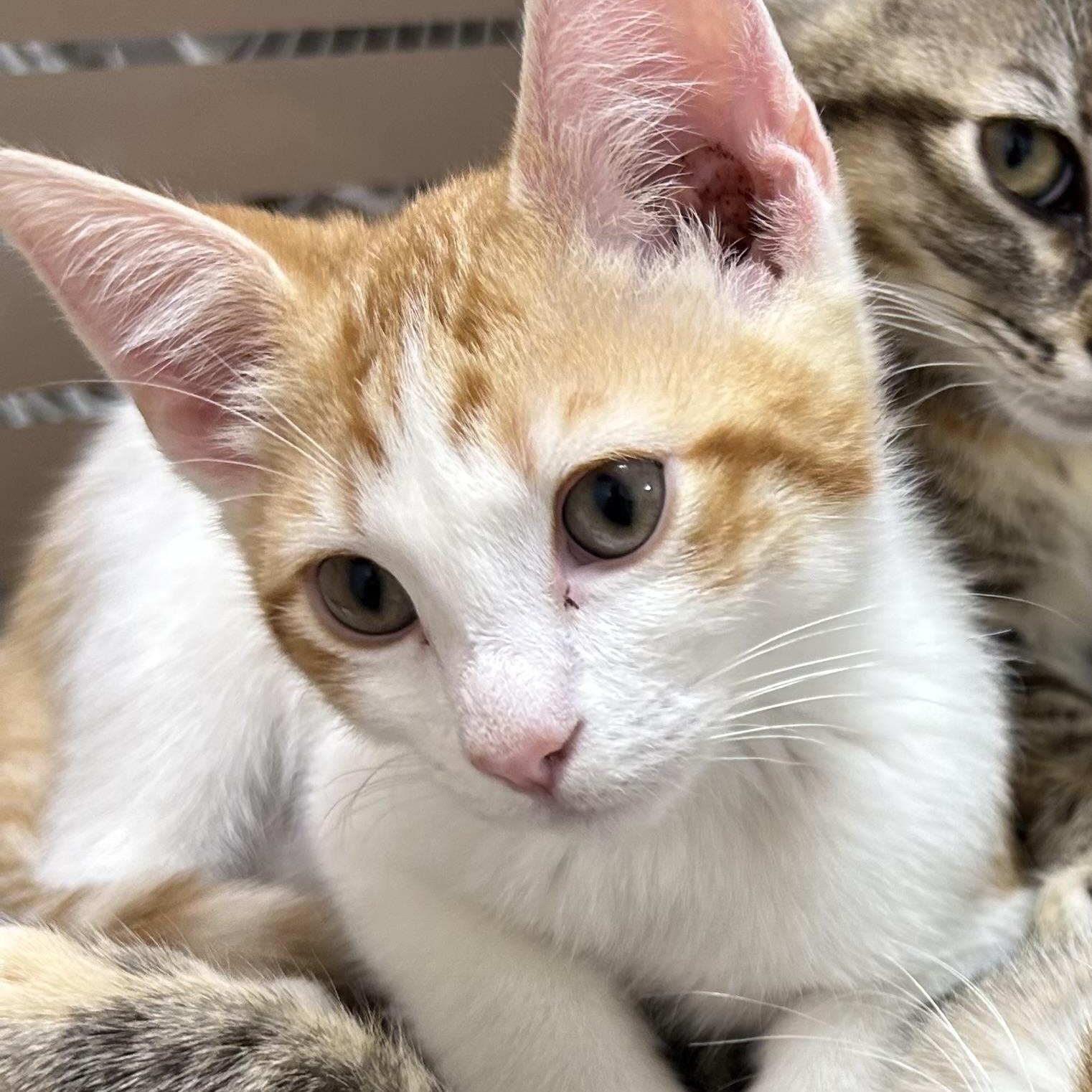 Gimli, ADOPTABLE, Kitten Male Domestic Short Hair.