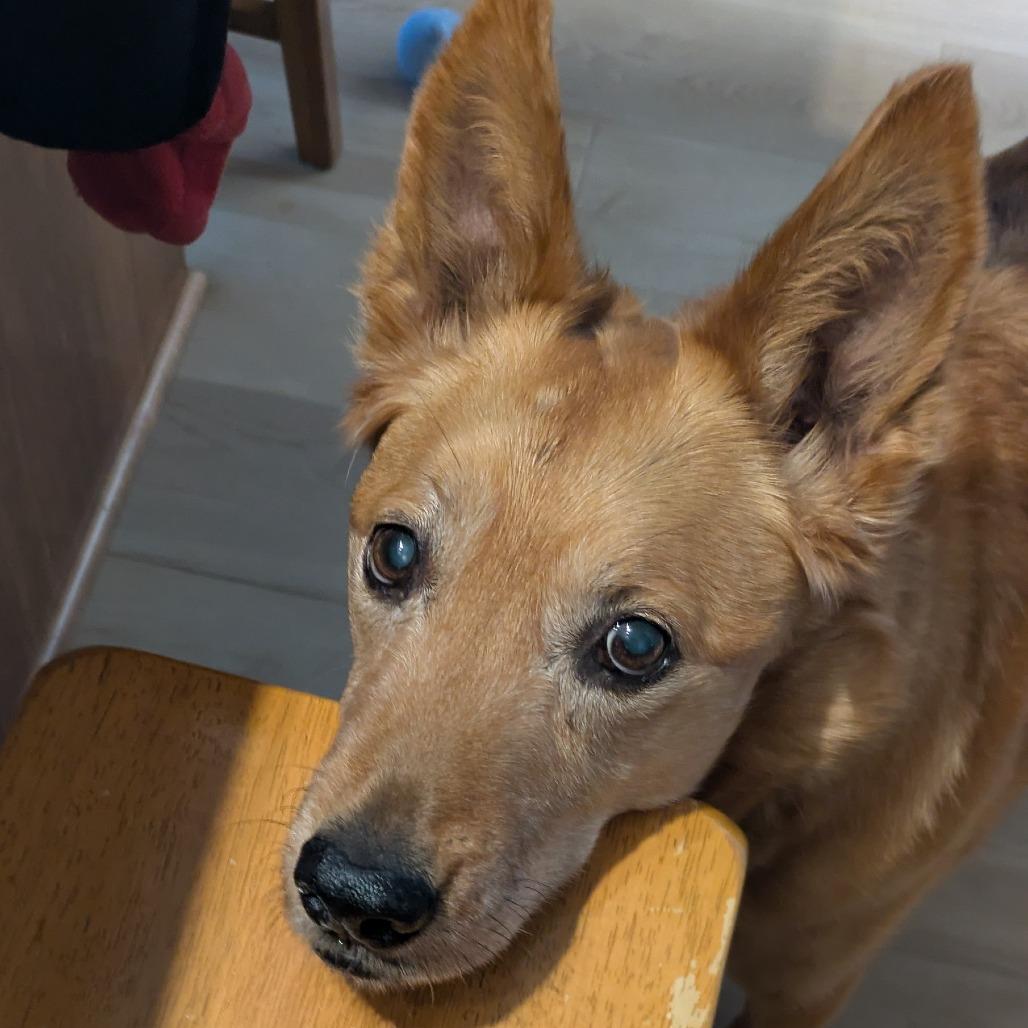 Enlarge Leela, a Adoptable Mixed Breed in Saint Cloud, MN image 1/5