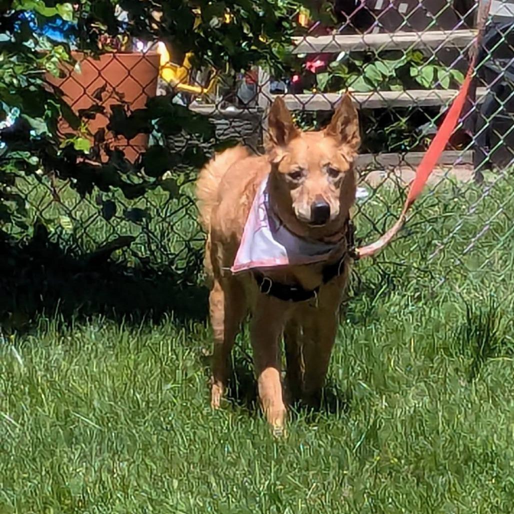 Enlarge Leela, a Adoptable Mixed Breed in Saint Cloud, MN image 2/5