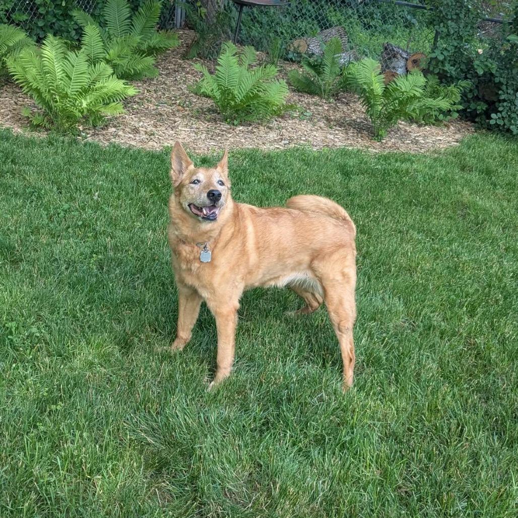 Enlarge Leela, a Adoptable Mixed Breed in Saint Cloud, MN image 4/5