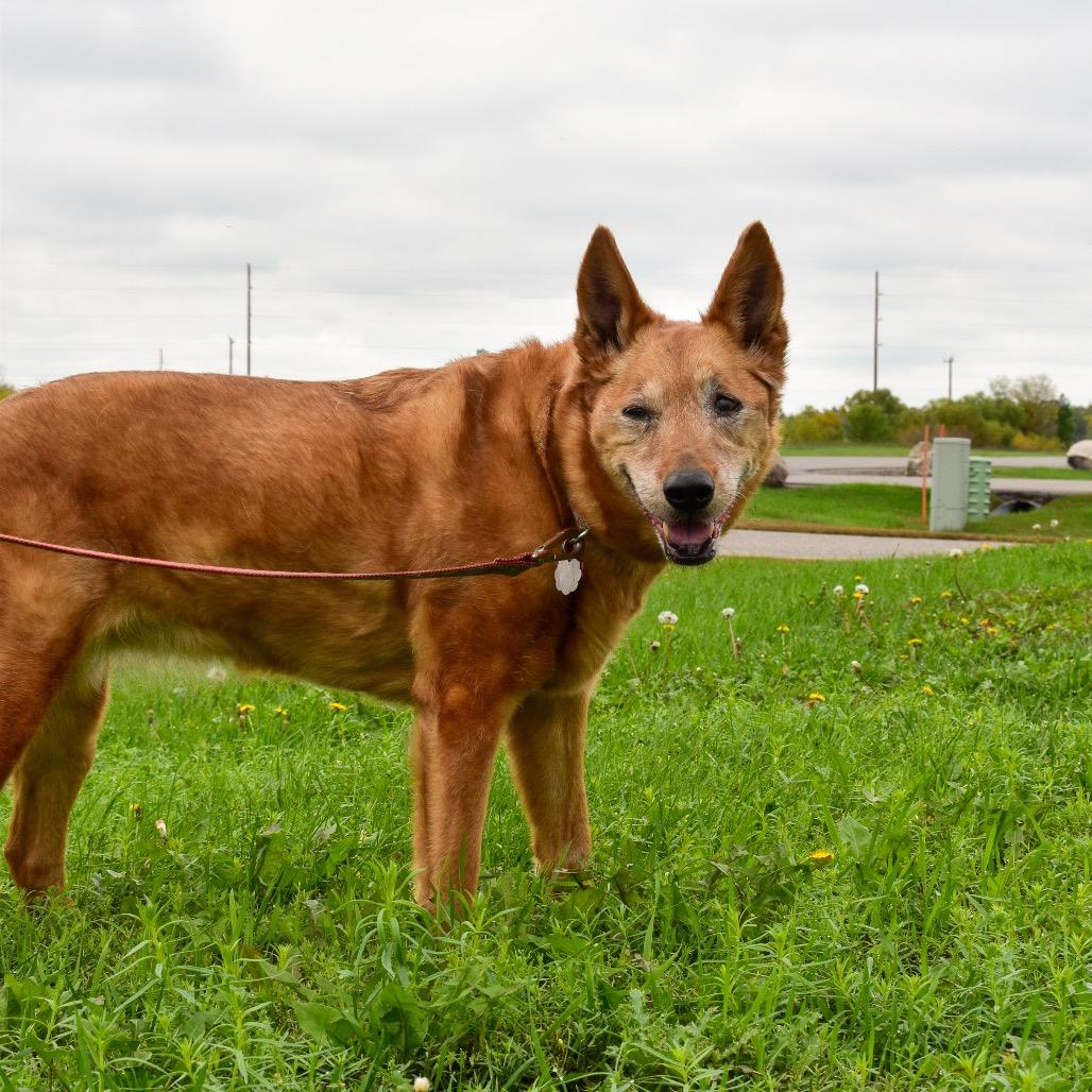 Enlarge Leela, a Adoptable Mixed Breed in Saint Cloud, MN image 5/5