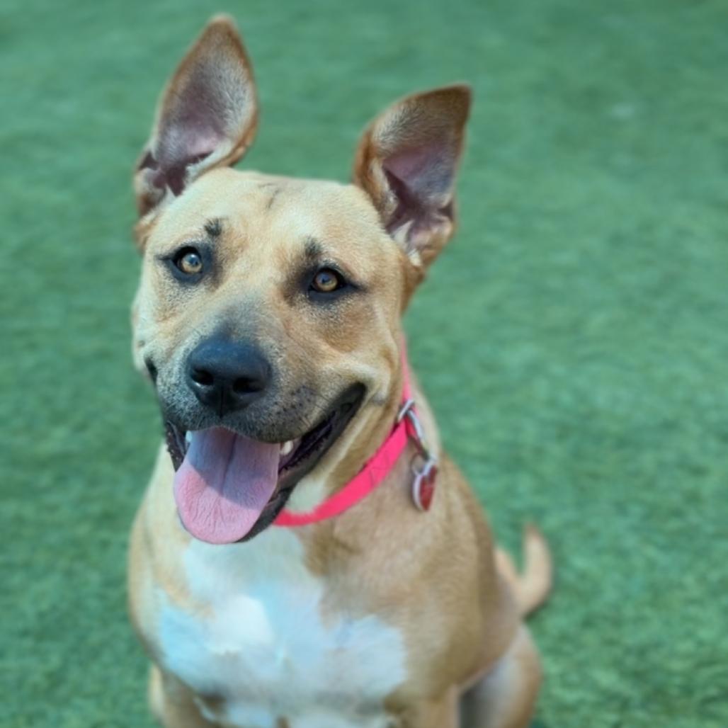 Leia A2279603, Adoptable, Young Female Pit Bull Terrier.