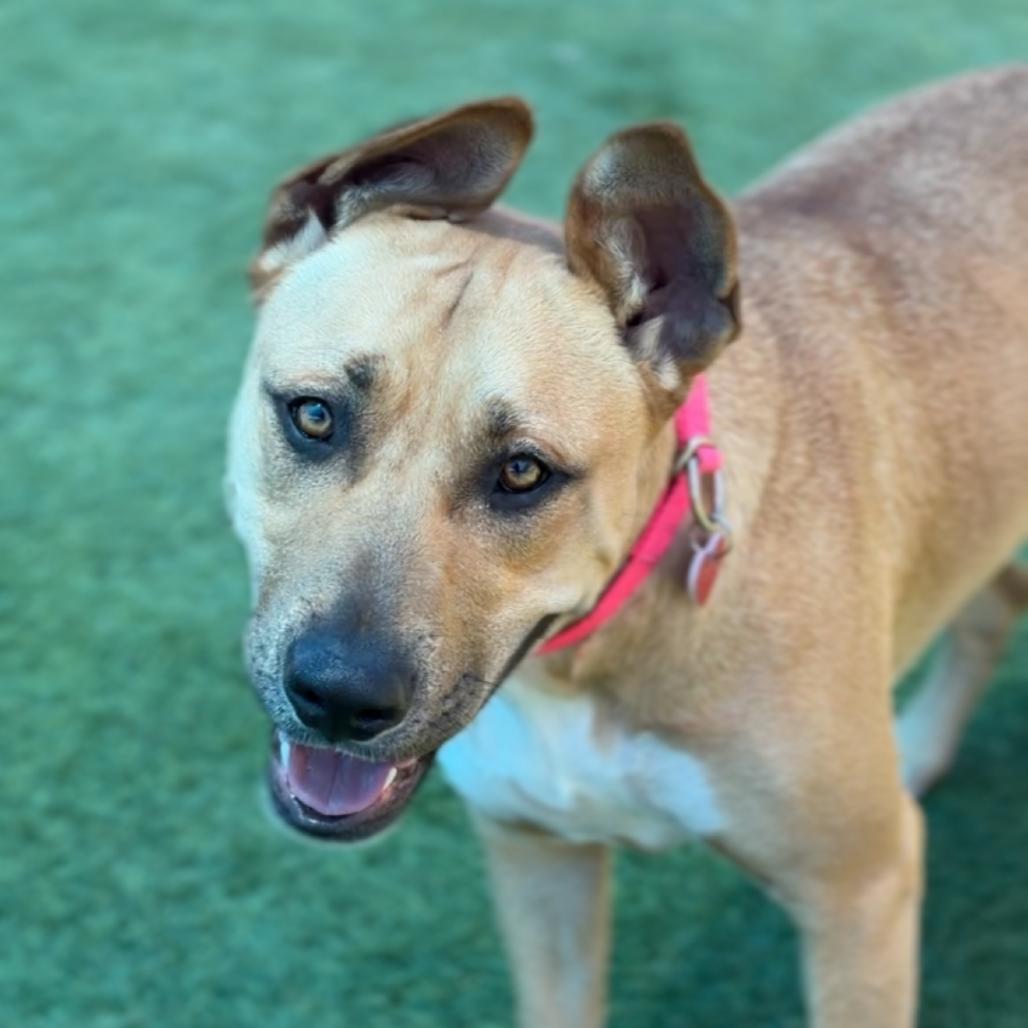Enlarge Leia A2279603, a Adoptable Pit Bull Terrier in Mission Hills, CA image 2/6