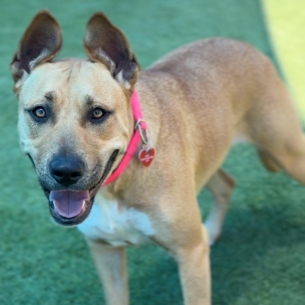 Enlarge Leia A2279603, a Adoptable Pit Bull Terrier in Mission Hills, CA image 3/6