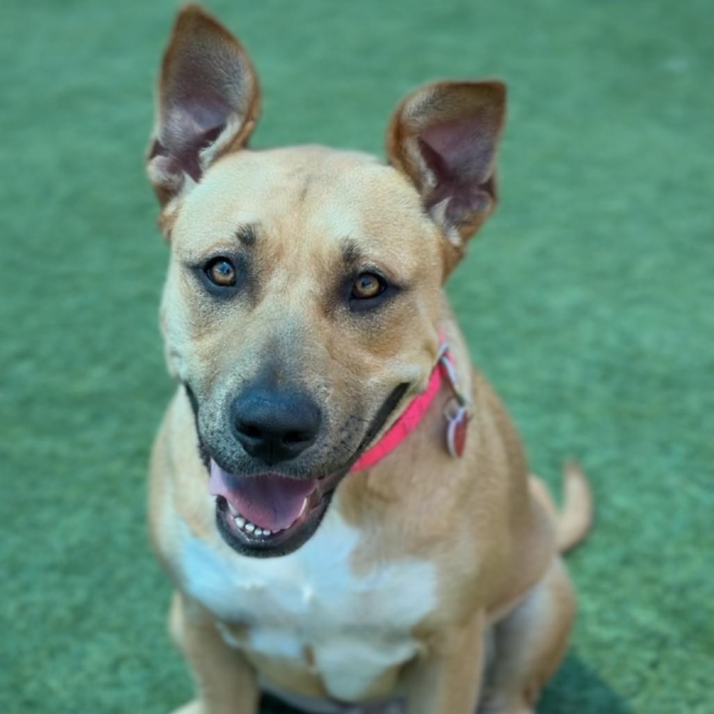 Enlarge Leia A2279603, a Adoptable Pit Bull Terrier in Mission Hills, CA image 4/6