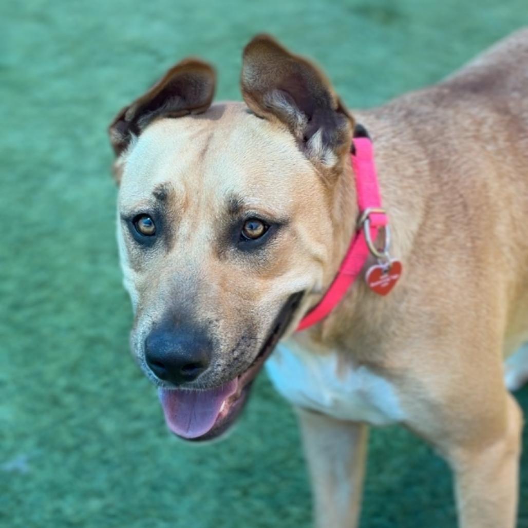Enlarge Leia A2279603, a Adoptable Pit Bull Terrier in Mission Hills, CA image 5/6