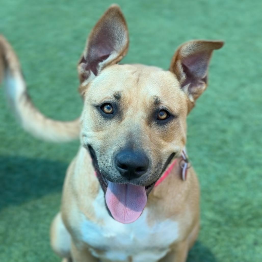 Enlarge Leia A2279603, a Adoptable Pit Bull Terrier in Mission Hills, CA image 6/6