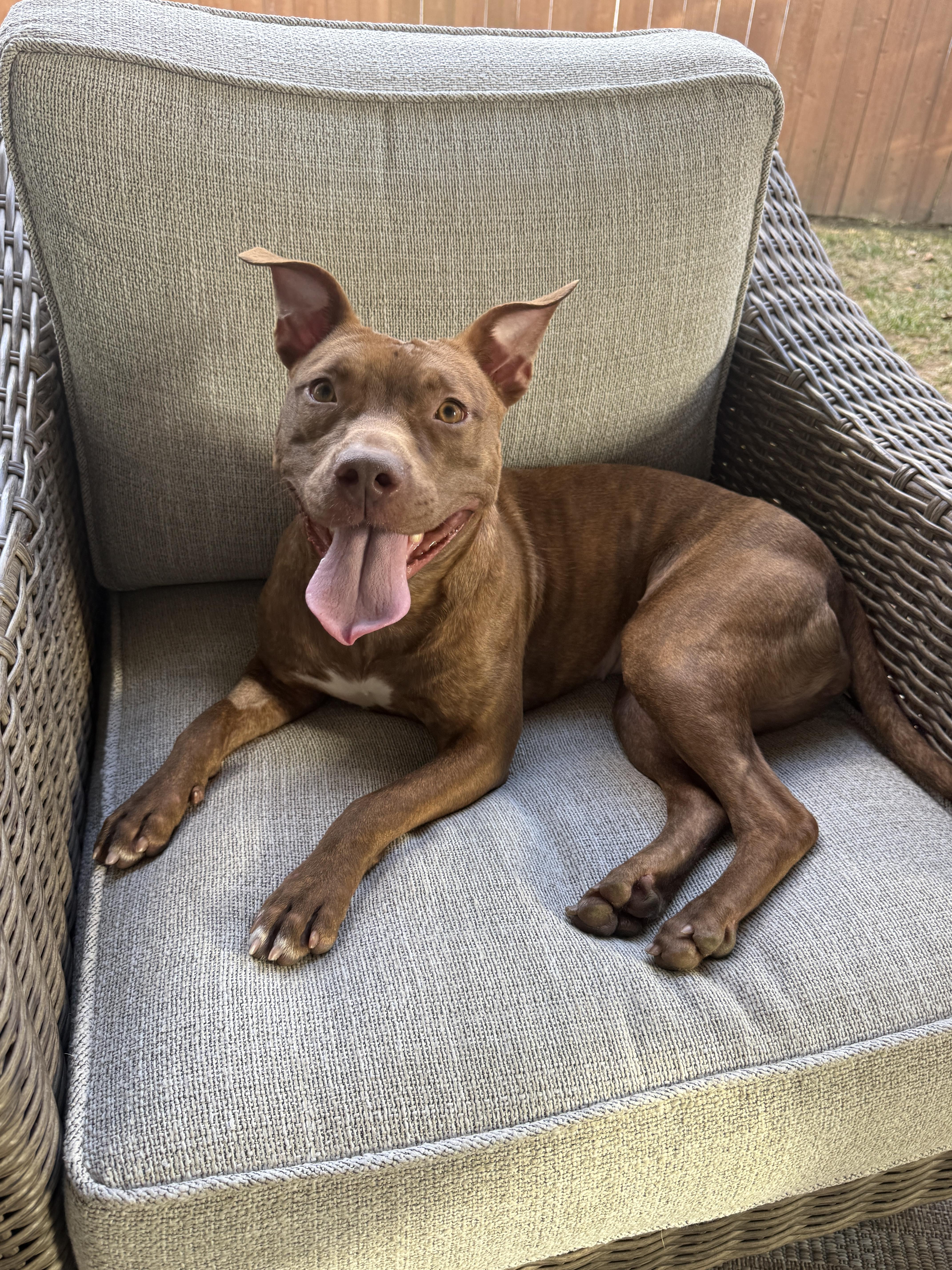 Avani, a ADOPTABLE Mixed Breed in Rayne, LA image 2/3