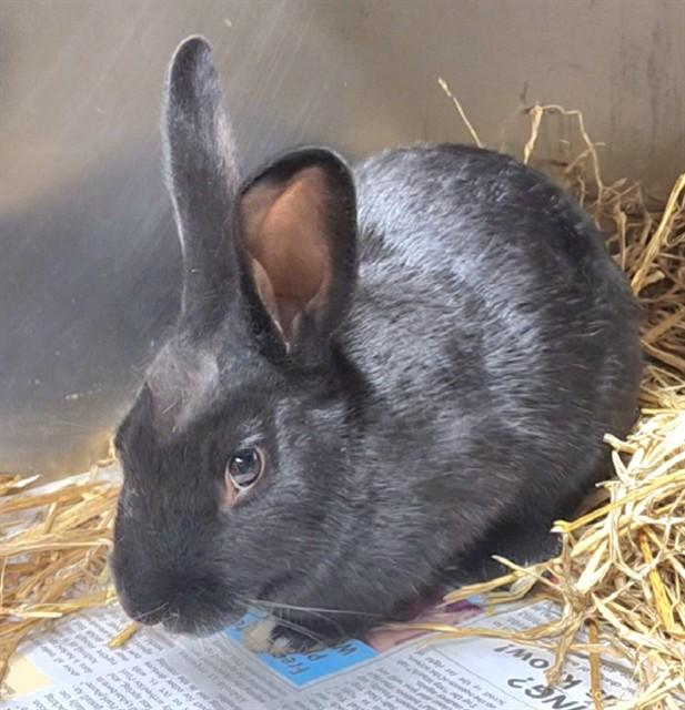 Enlarge PUGSLEY, a Adoptable Bunny Rabbit in Anchorage, AK image 1/1