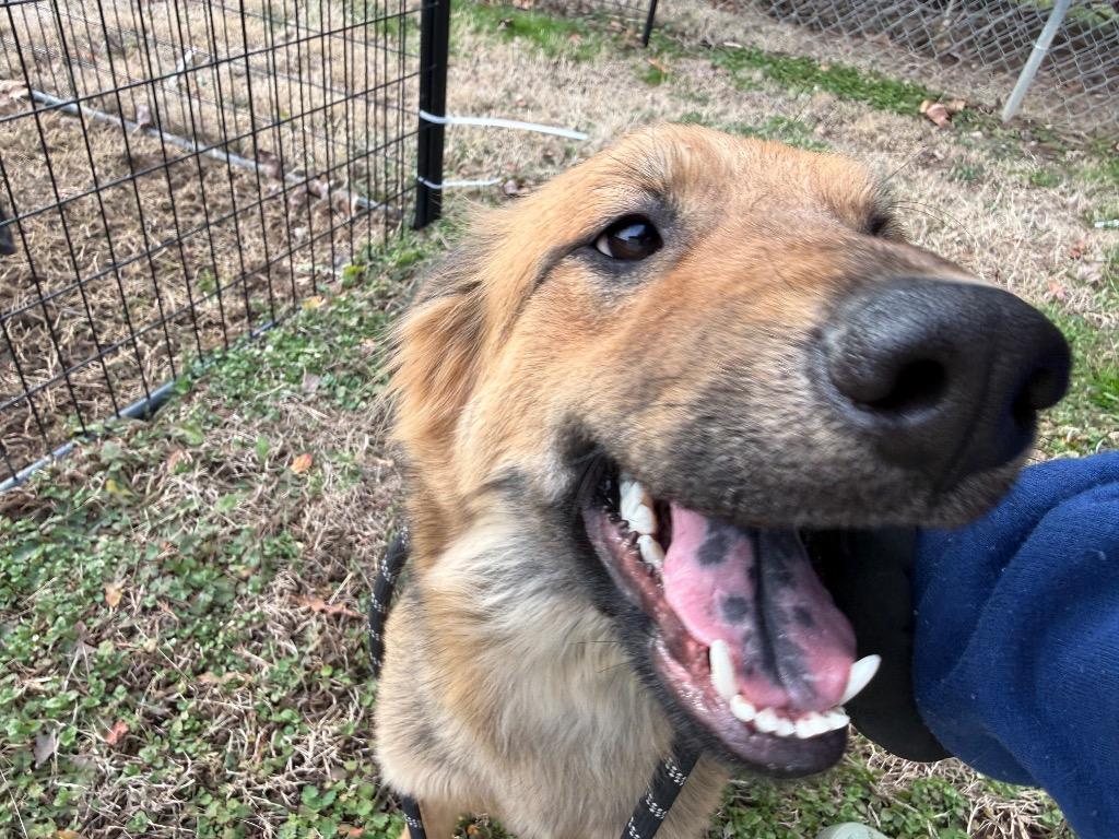 Enlarge Joan, a Adoptable German Shepherd Dog in Erwin, TN image 1/2