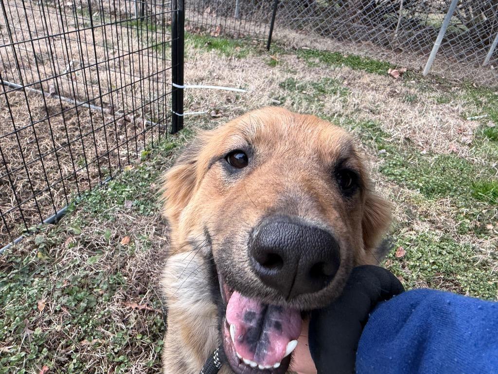 Enlarge Joan, a Adoptable German Shepherd Dog in Erwin, TN image 2/2