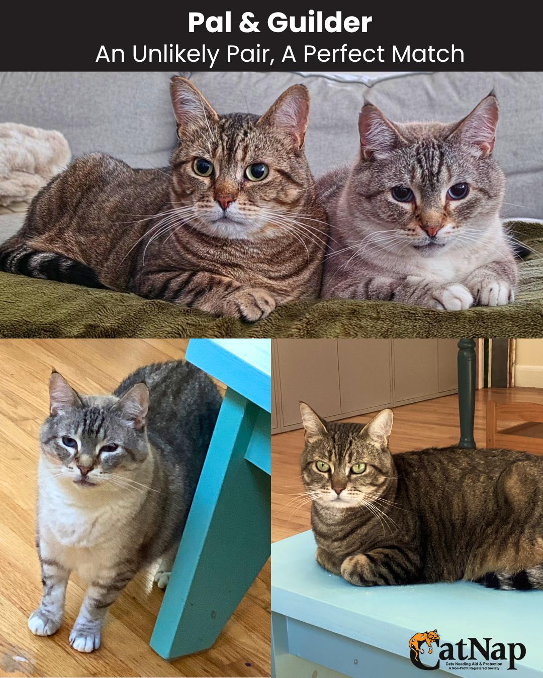 Pal & Guilder An Unlikely Pair, A Perfect Match, ADOPTABLE, Adult Male Domestic Short Hair.