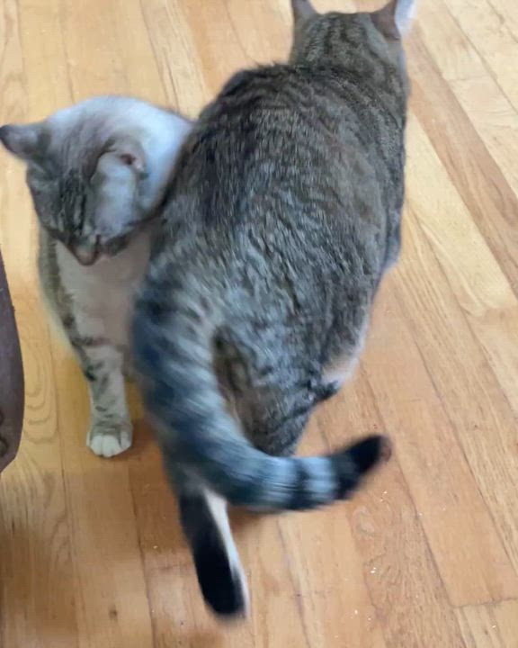 Enlarge Pal & Guilder An Unlikely Pair, A Perfect Match, a ADOPTABLE Domestic Short Hair in Nanaimo, BC video 2/2