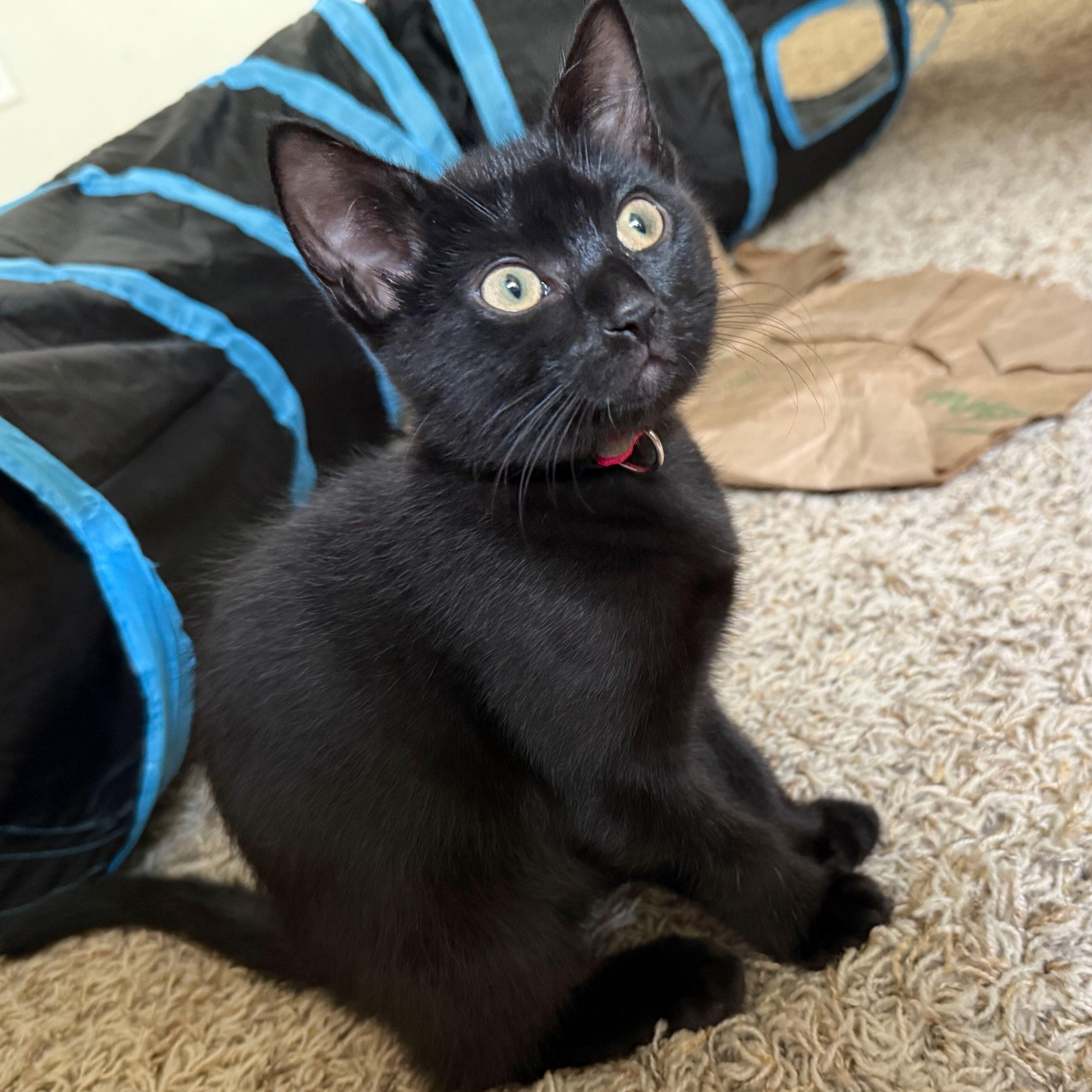 Onyx, an adoptable Domestic Short Hair in Renton , WA image 1/4