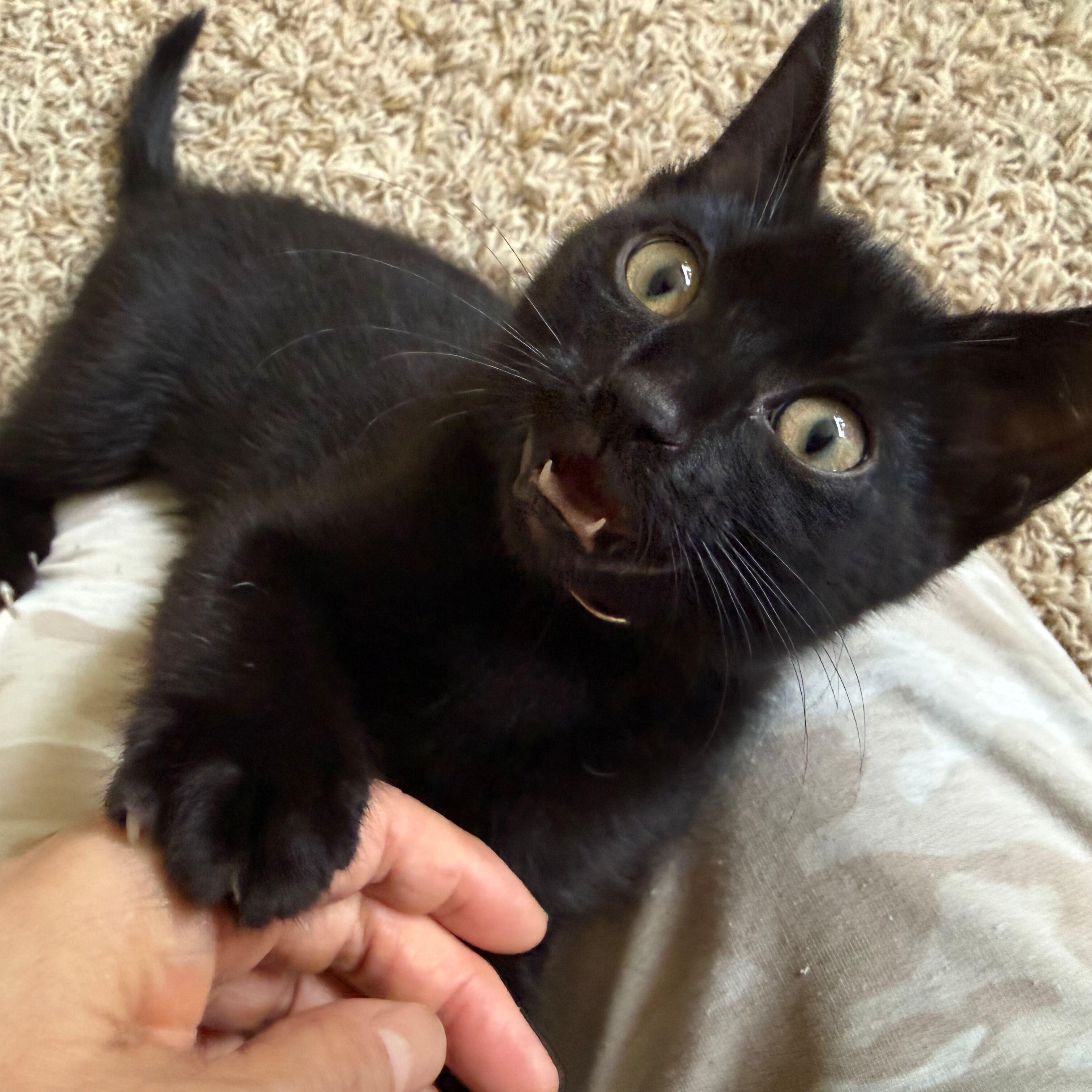 Onyx, an adoptable Domestic Short Hair in Renton , WA image 3/4