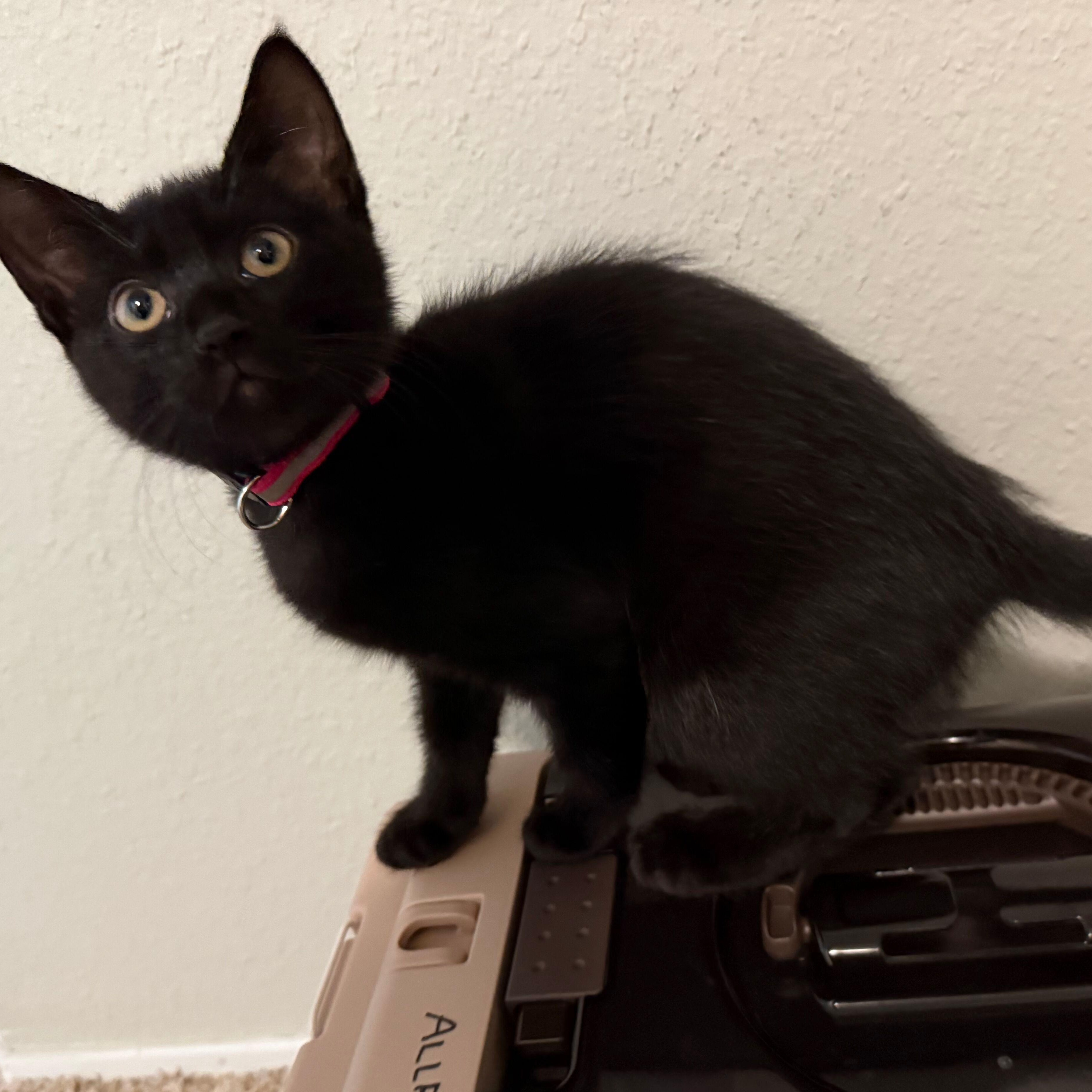 Onyx, an adoptable Domestic Short Hair in Renton , WA image 2/4