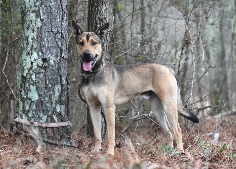 Meatball #21997, ADOPTABLE, Young Male Shepherd.