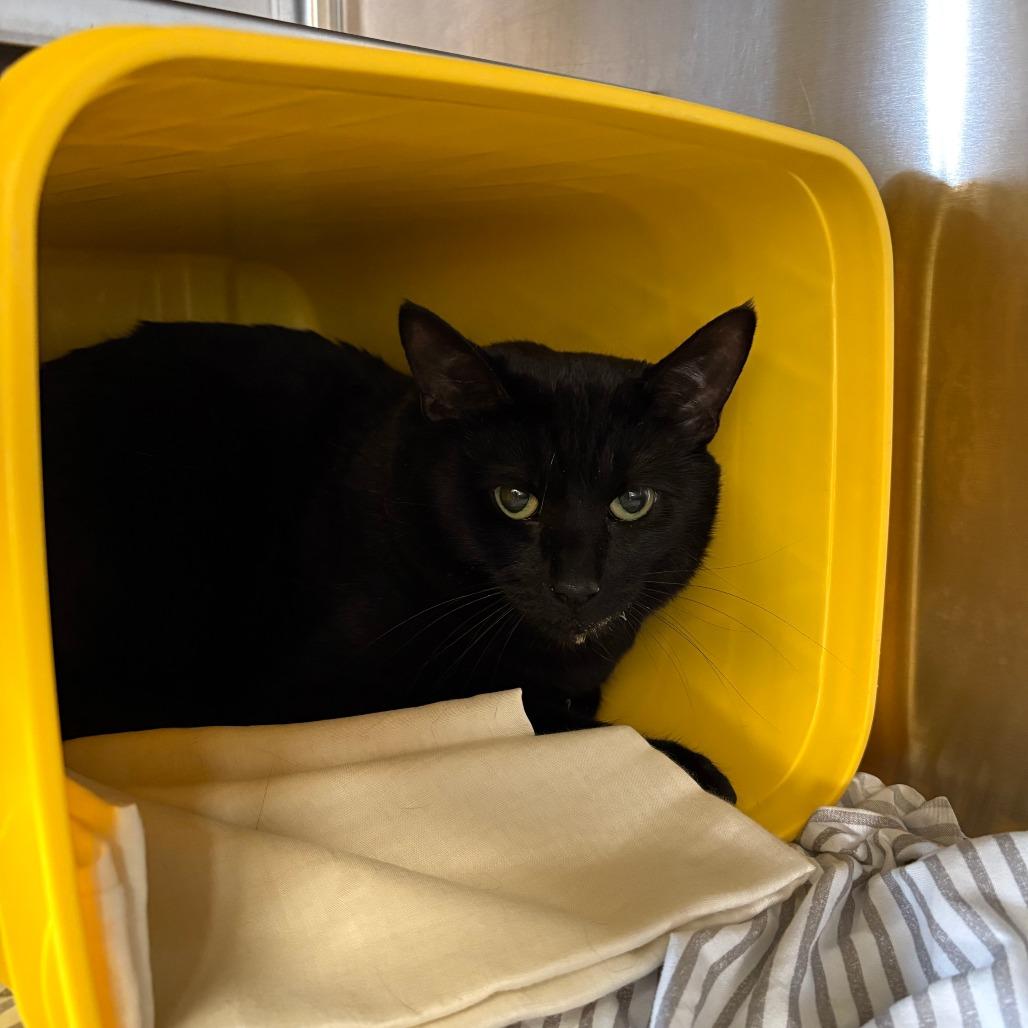 Enlarge Ontario, a Adoptable Domestic Short Hair in Manhattan, KS image 1/1