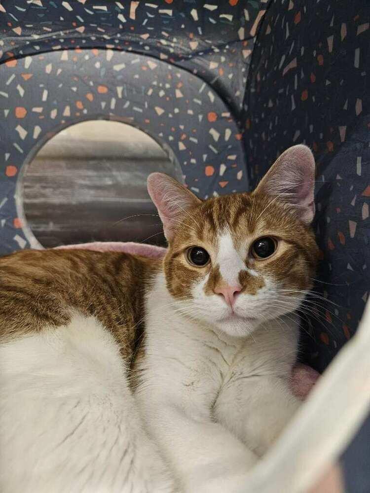 Enlarge Mango, a Adoptable Domestic Short Hair in Covington, LA image 1/1