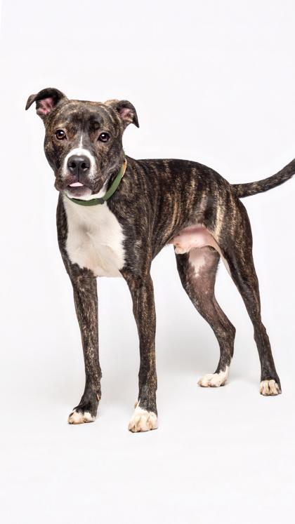 Yahoo (Finn) — thumbnail 2