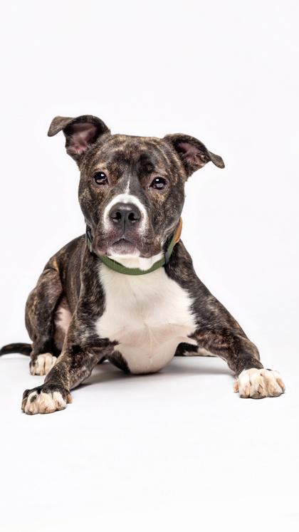 Yahoo (Finn) — thumbnail 3