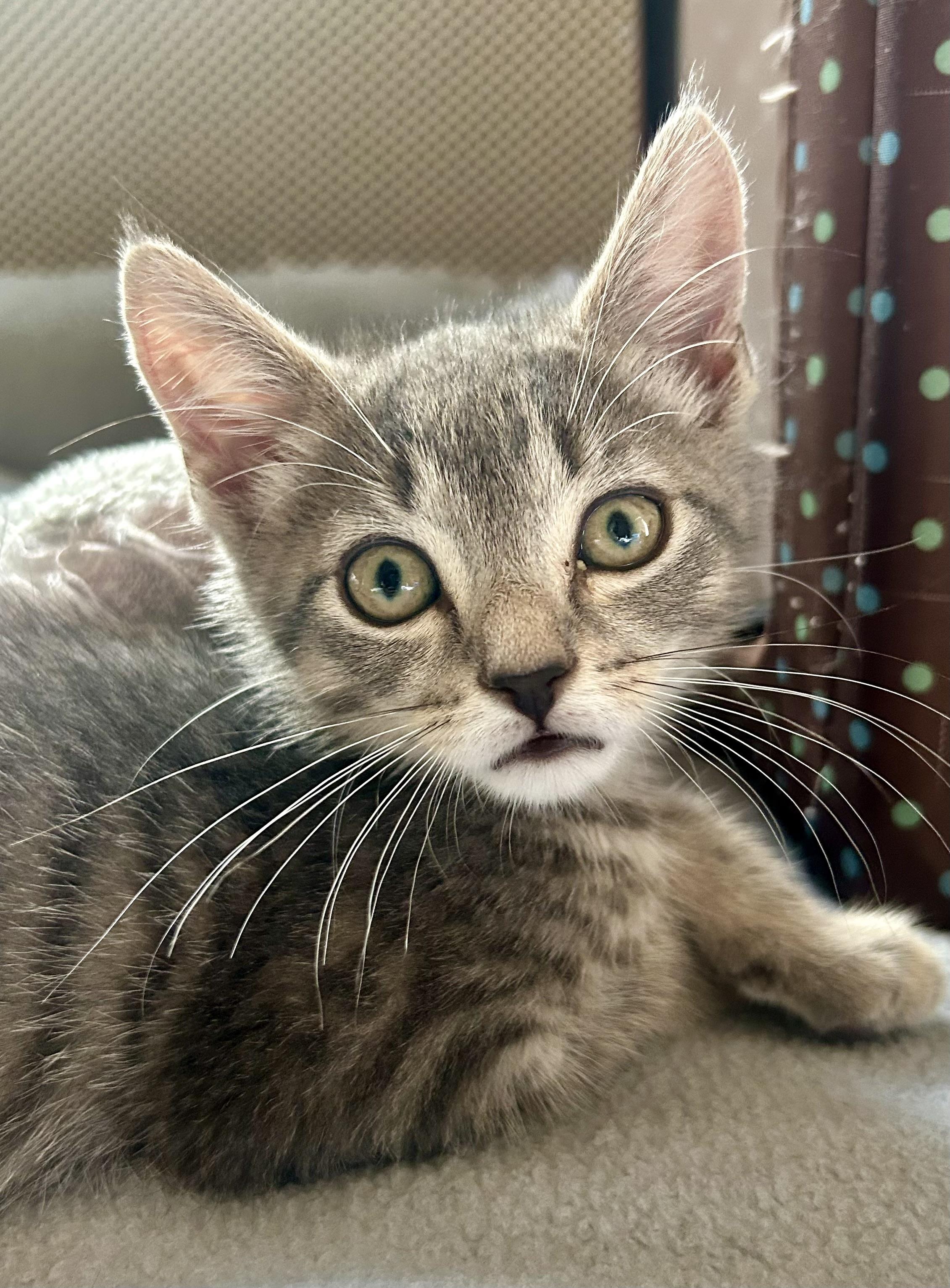 Enlarge Footsie, a ADOPTABLE Domestic Short Hair in Westfield, NJ image 1/4