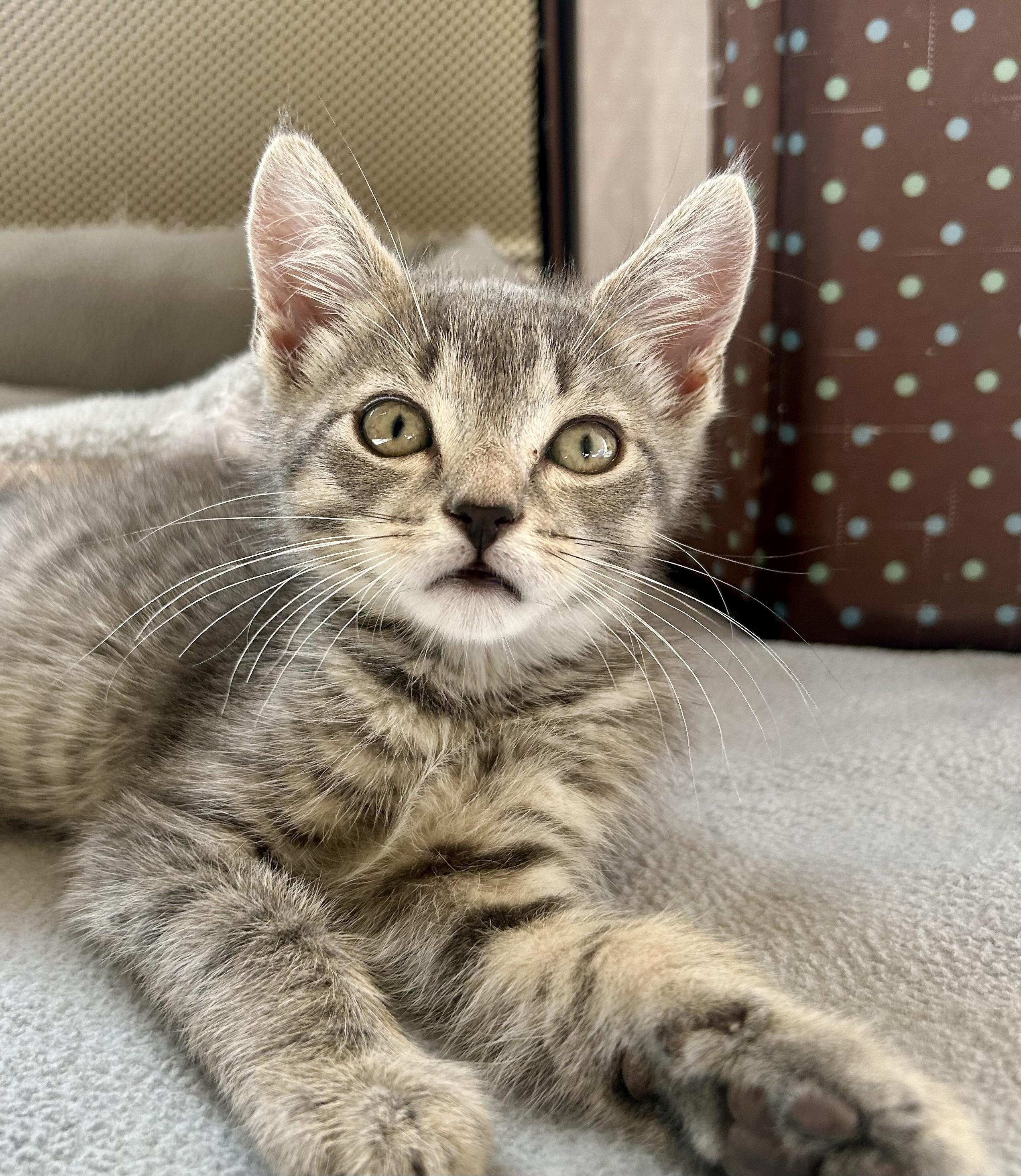 Enlarge Footsie, a ADOPTABLE Domestic Short Hair in Westfield, NJ image 2/4