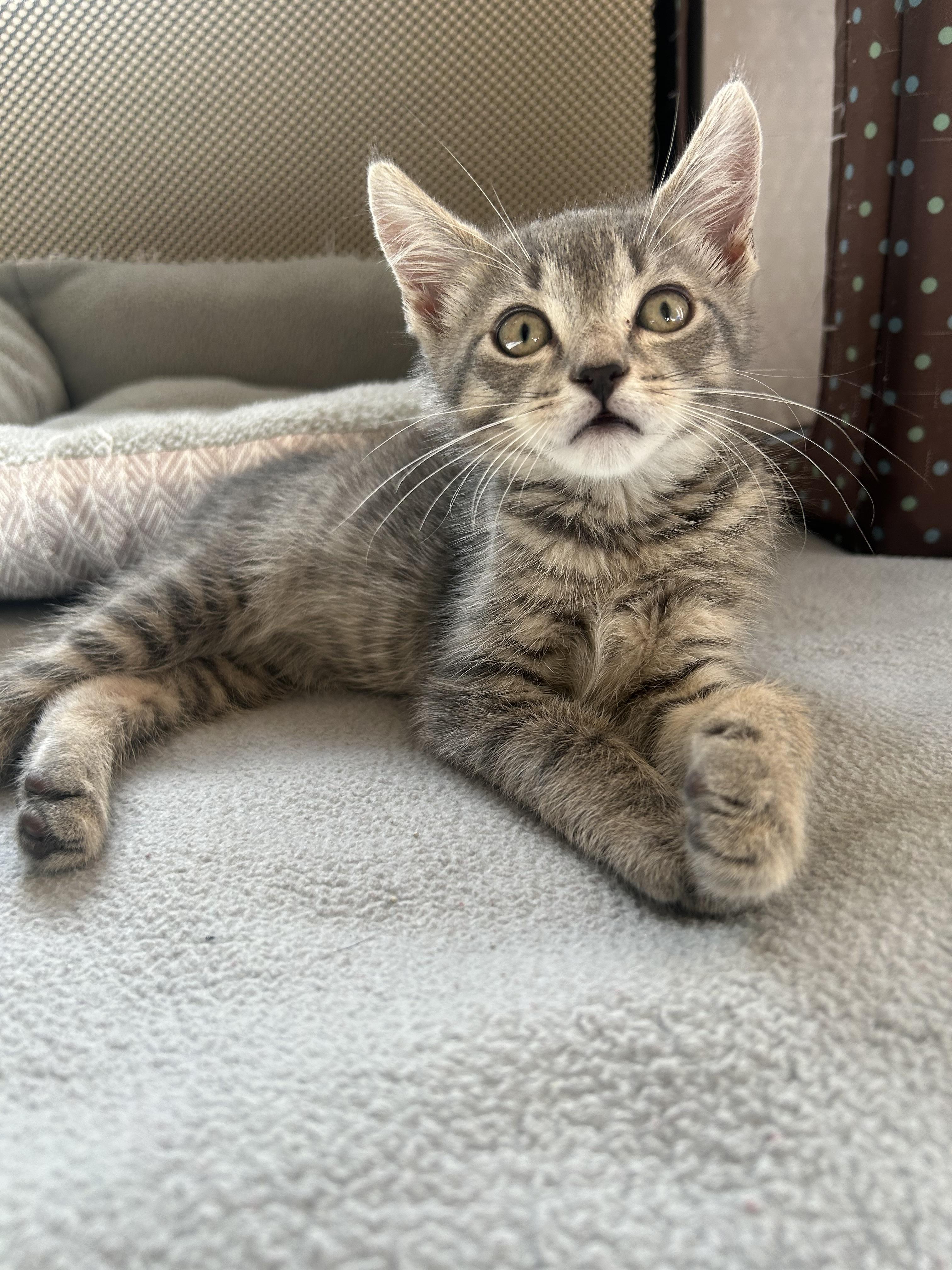 Enlarge Footsie, a ADOPTABLE Domestic Short Hair in Westfield, NJ image 3/4