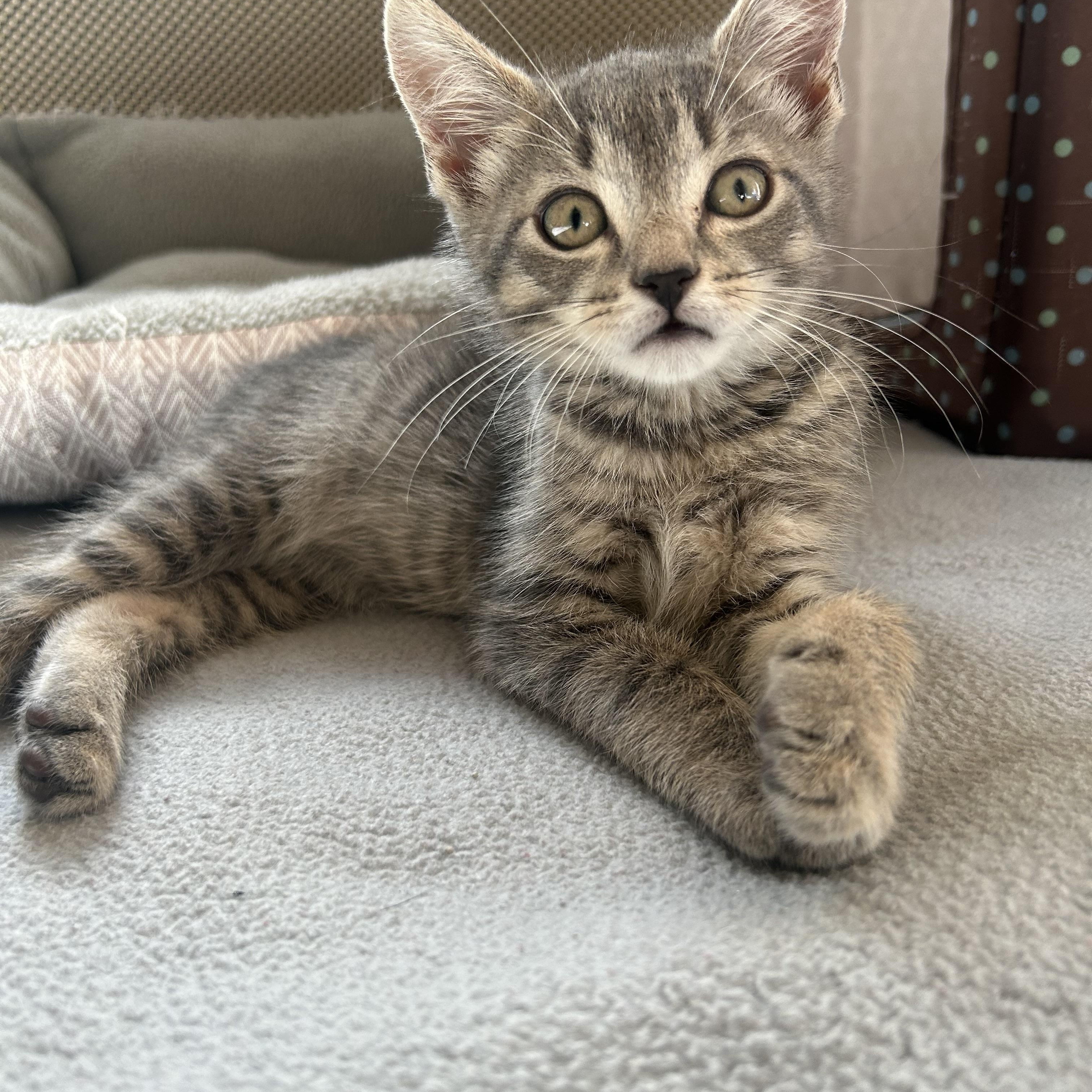 Enlarge Footsie, a ADOPTABLE Domestic Short Hair in Westfield, NJ image 4/4