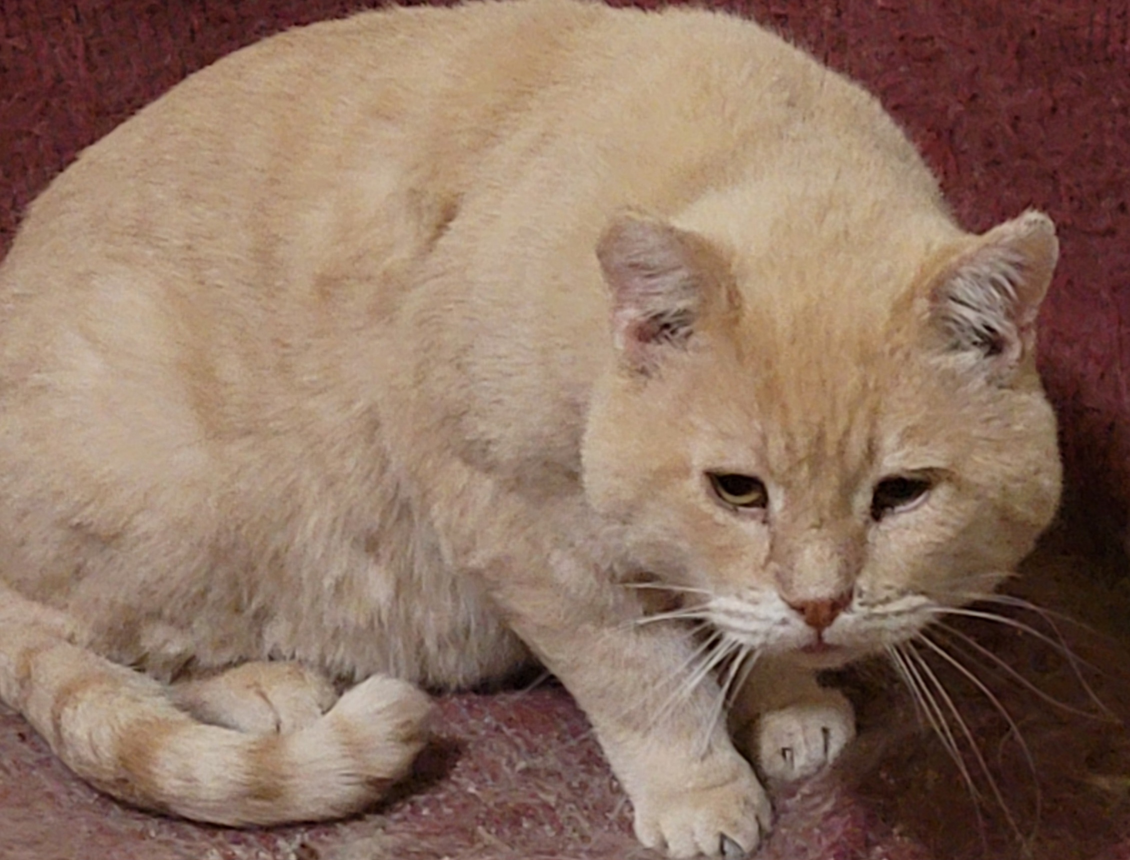 Mr Murphy thumbnail 2