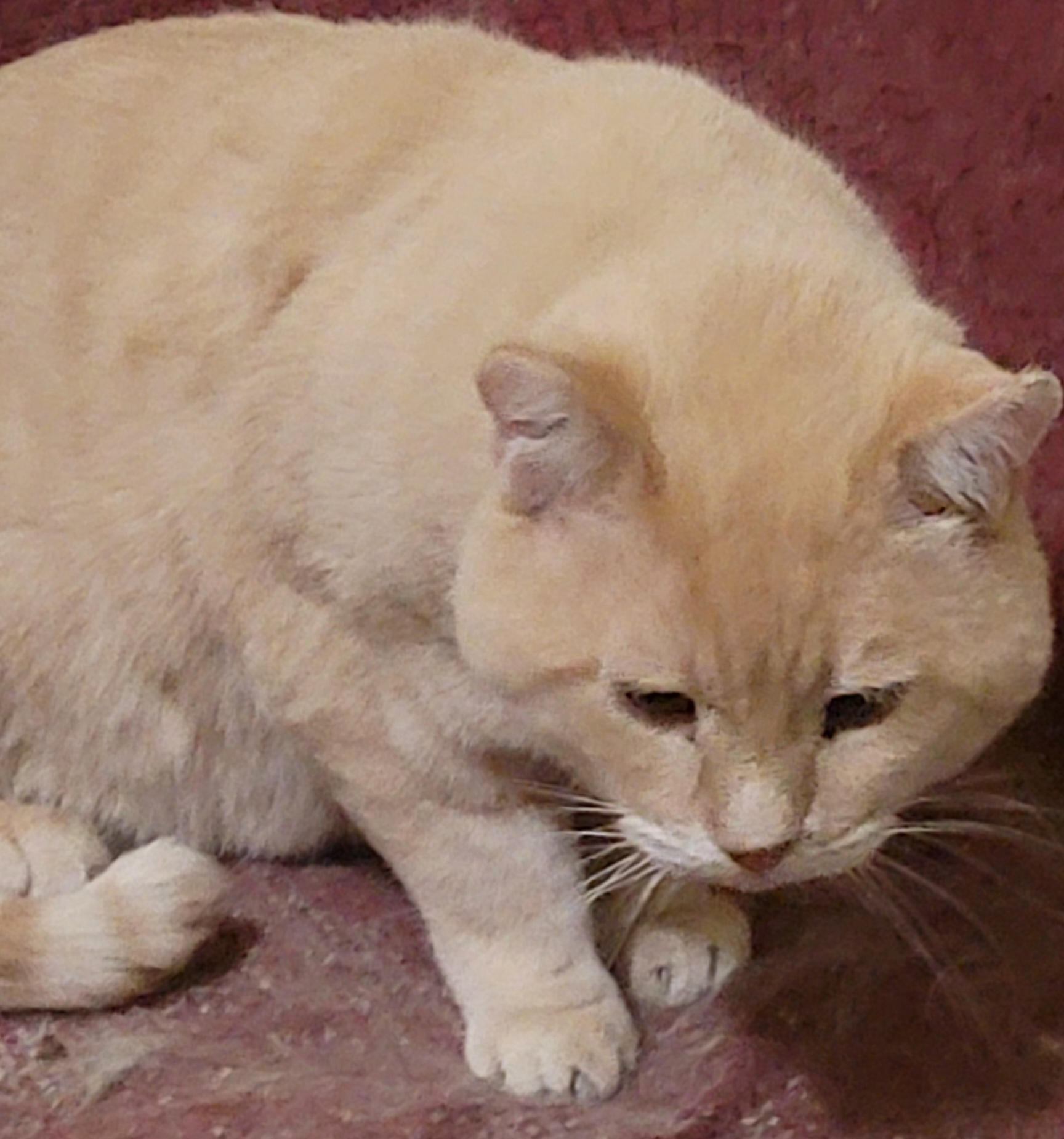 Mr Murphy thumbnail 3