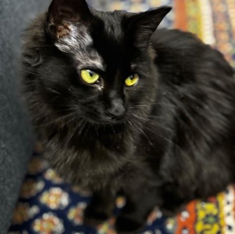 Enlarge Nyx, a Adoptable Domestic Long Hair in Schenectady, NY image 1/4