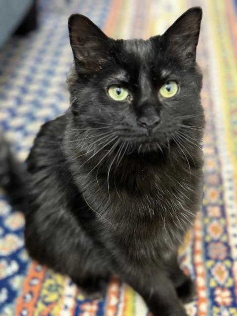 Enlarge Nyx, a Adoptable Domestic Long Hair in Schenectady, NY image 2/4