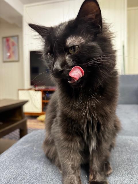 Nyx, Adoptable, Kitten Female Domestic Long Hair.