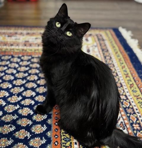 Enlarge Nyx, a Adoptable Domestic Long Hair in Schenectady, NY image 4/4