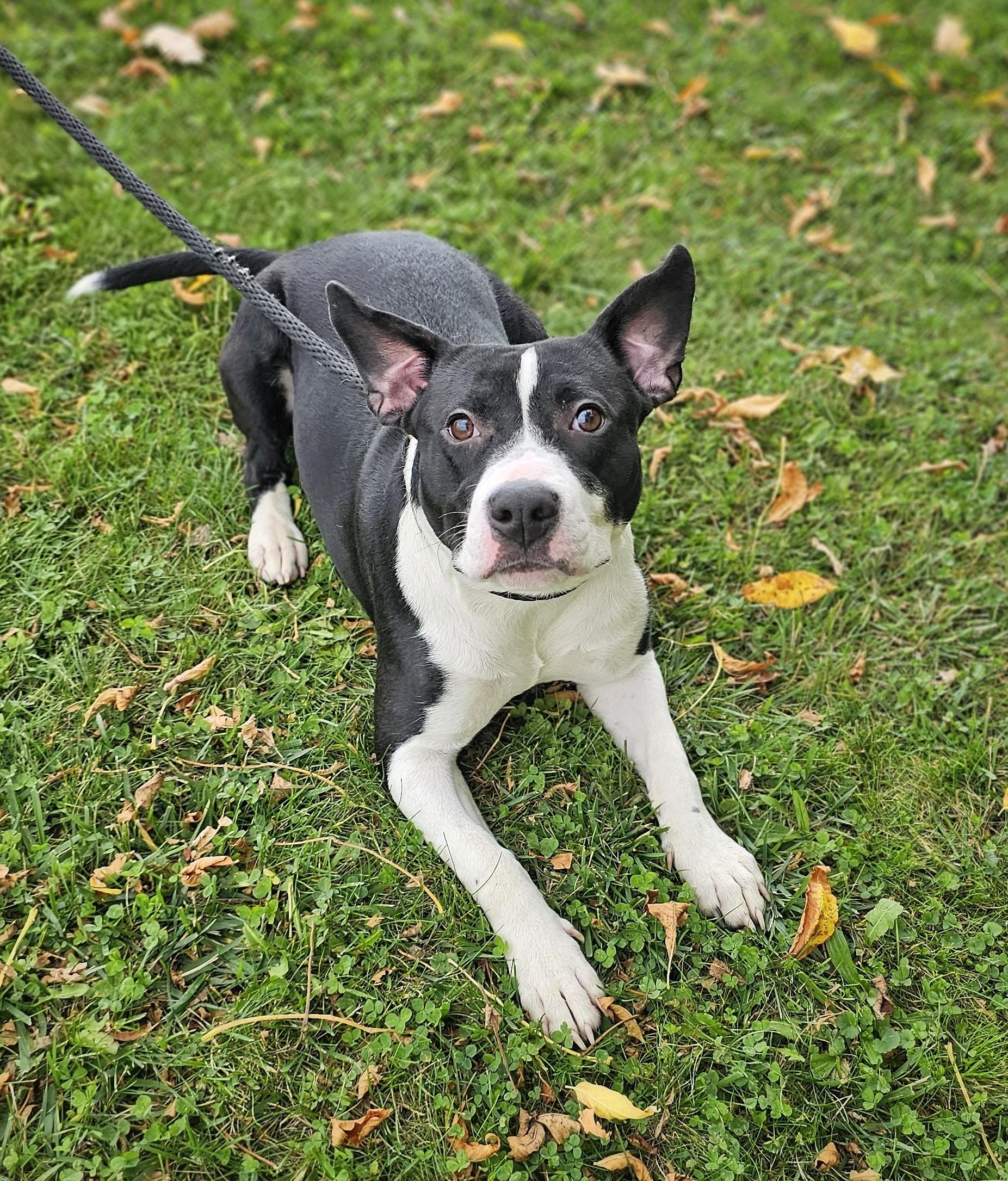 Patty, an adopted mixed breed in Bay City, MI image 1/2