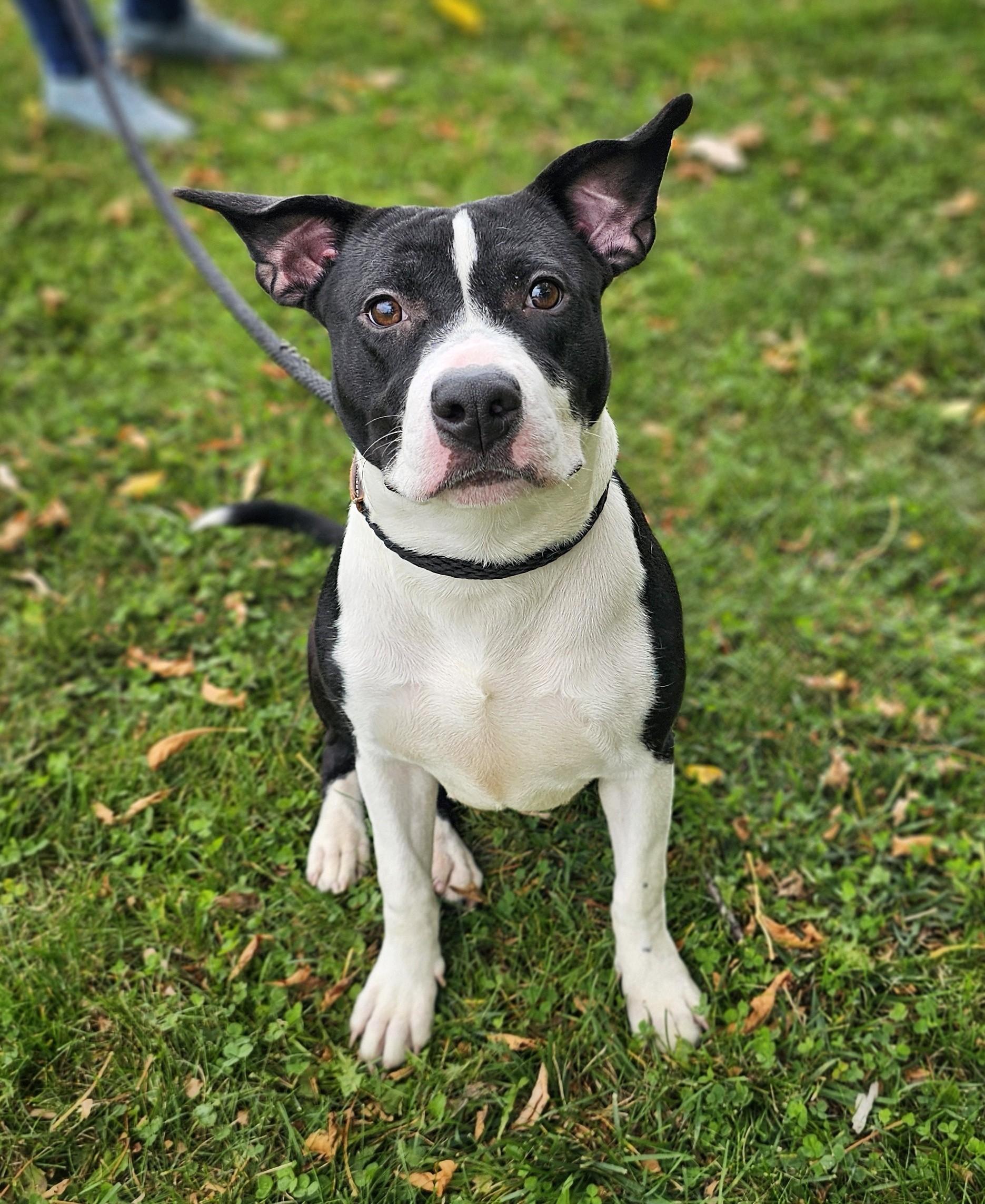 Patty, an adopted mixed breed in Bay City, MI image 2/2