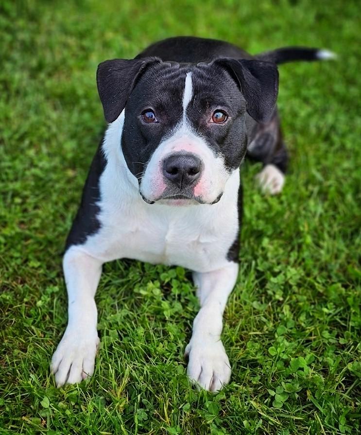 Patty, adoptable, Adult Female Pit Bull Terrier.