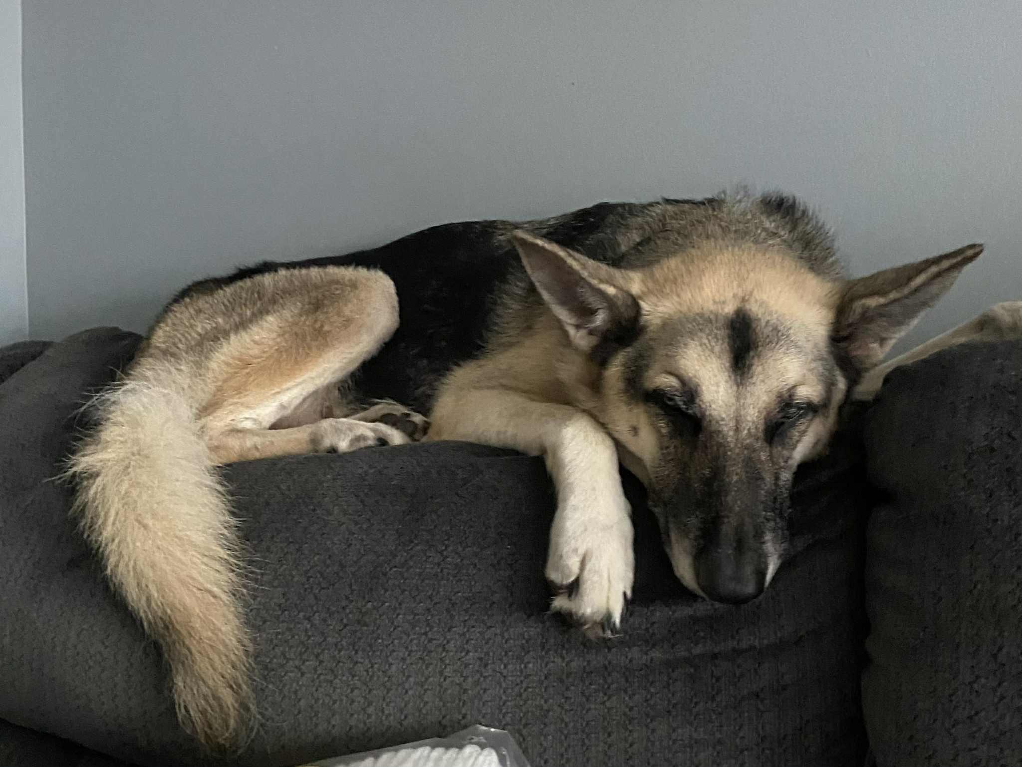 Meet Katana- Your new gentle best friend!