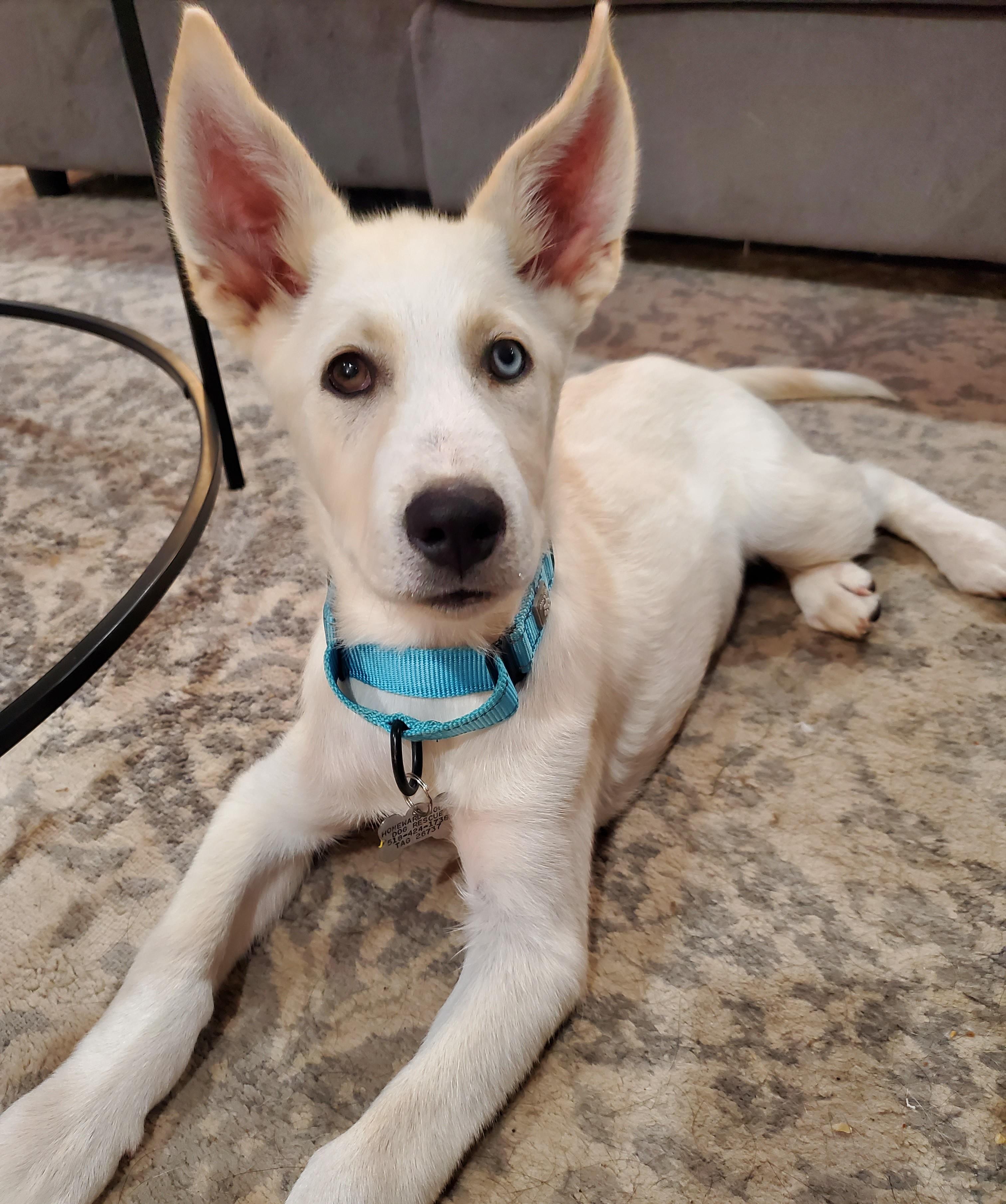Enlarge Thunder, a Adoptable mixed breed in Albany, NY image 2/6